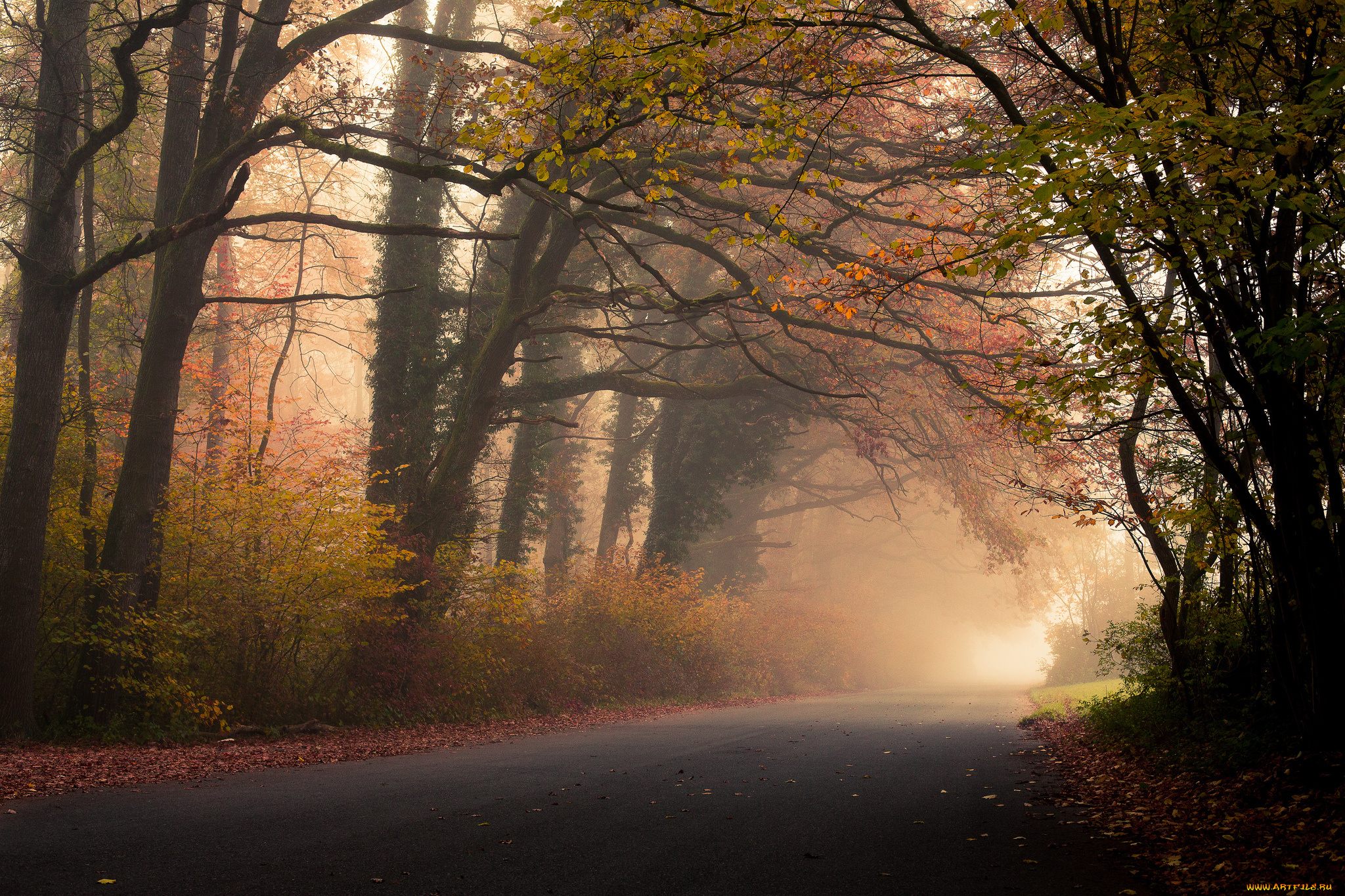 природа, дороги, дорога, лес, туман, листья, деревья, листва, осень