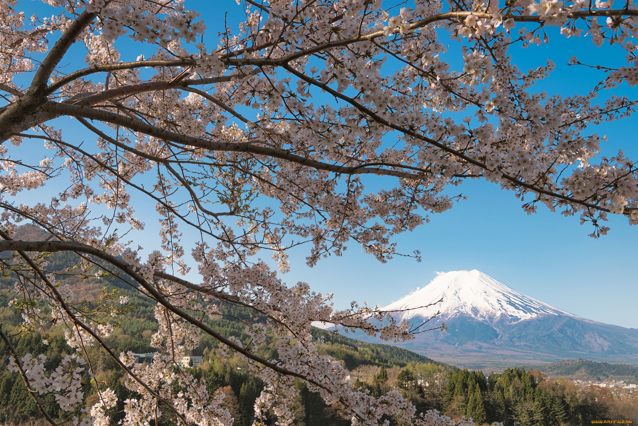 цветы, цветущие, деревья, , , кустарники, сакура, вулкан, гора, Япония, japan, mount, fuji, дерево, ветки, вишня, фудзи, фудзияма