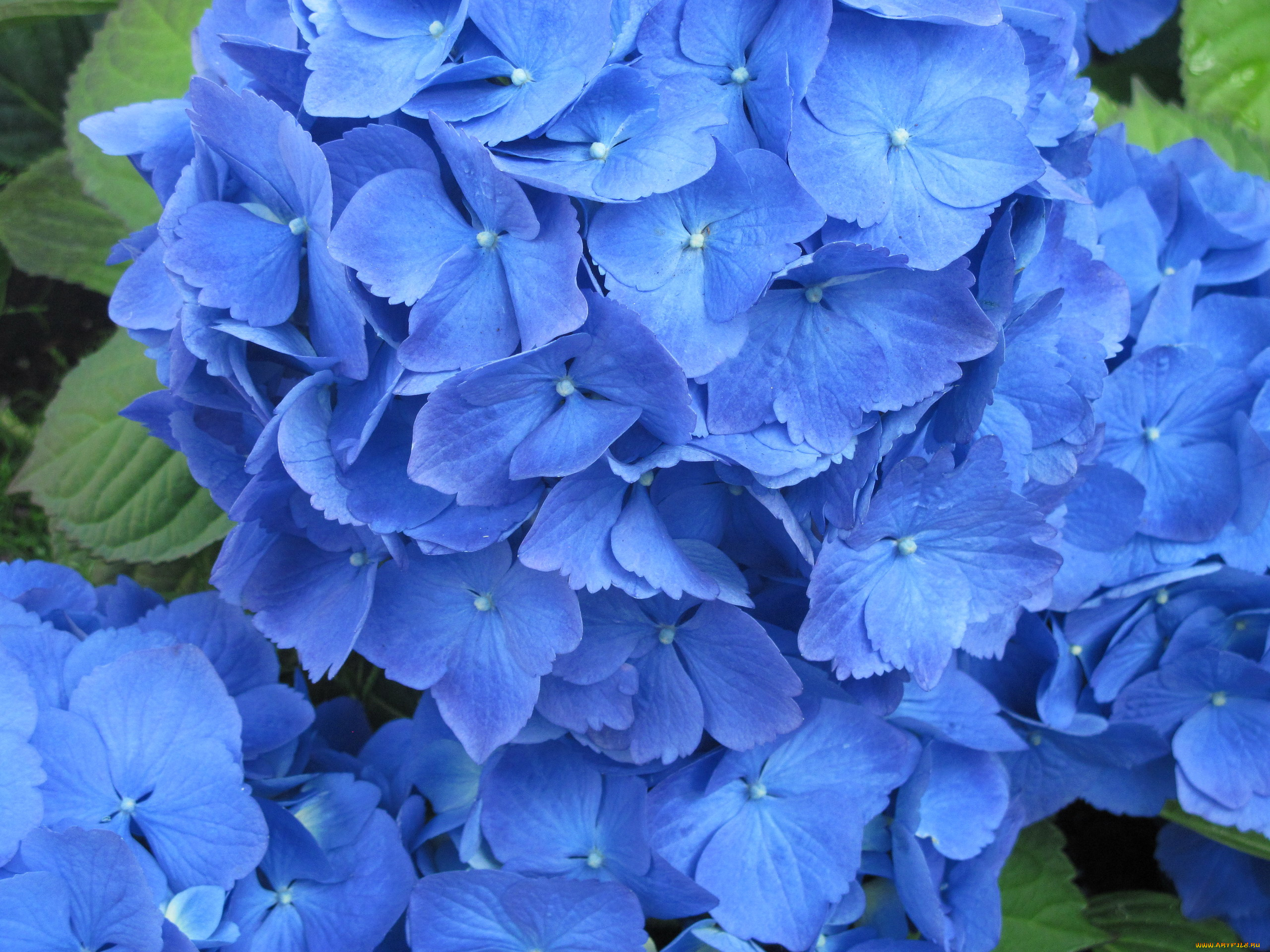 цветы, гортензия, сининй