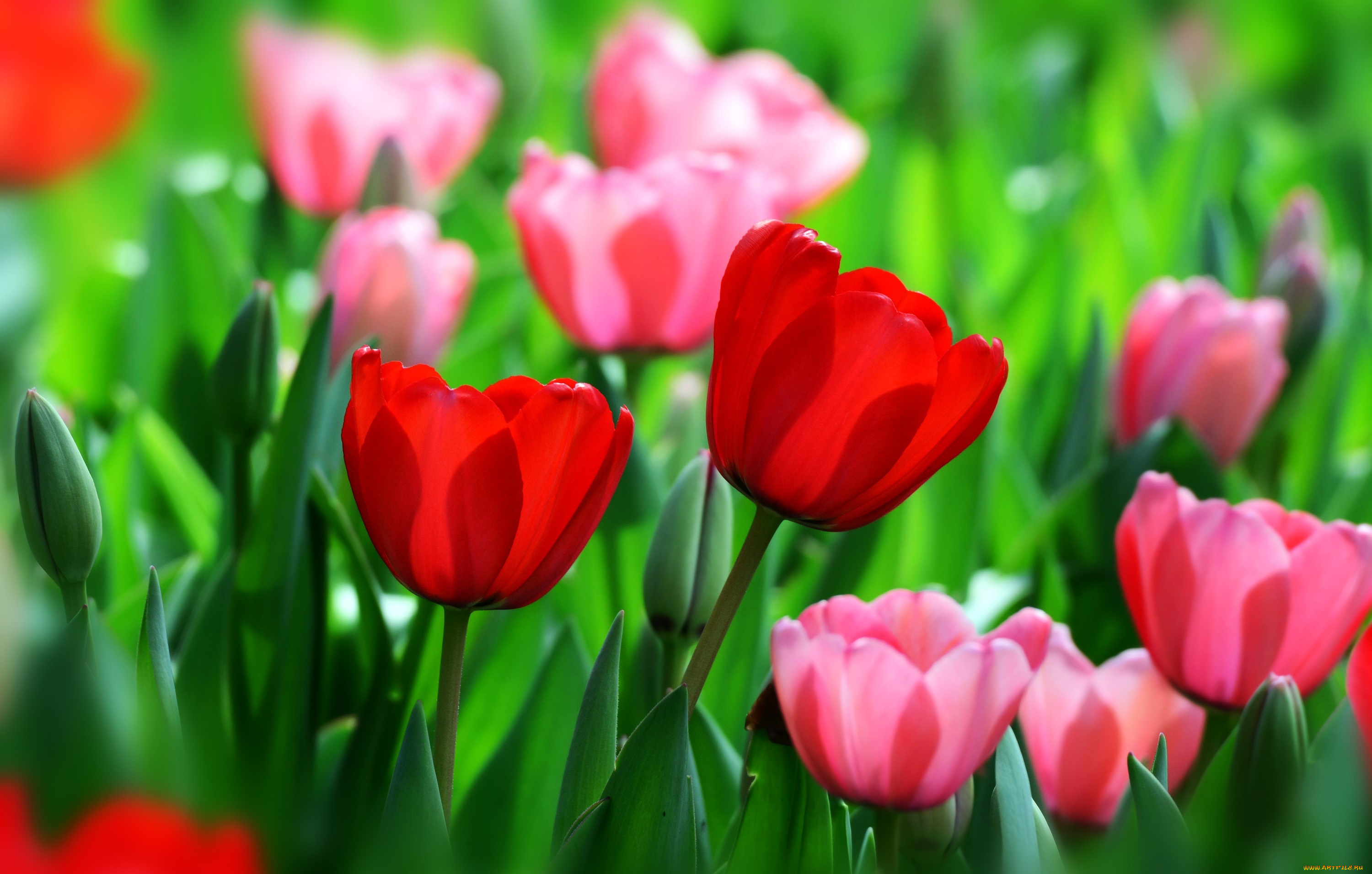 цветы, тюльпаны, весна, бутоны, красный