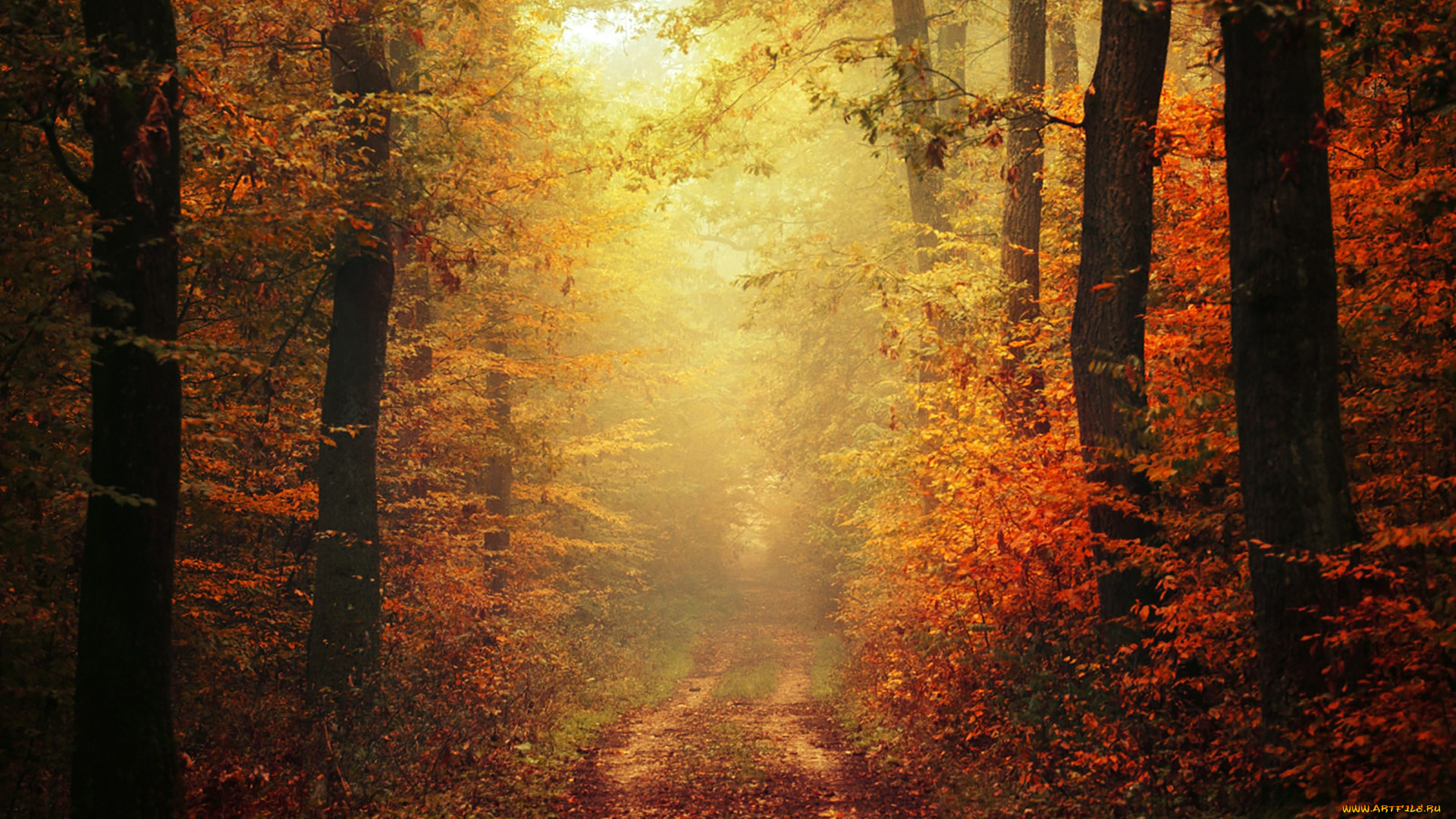 природа, дороги, path, woodland, trail, autumn, colors, foliage, fog, way, pathway, fall, mist, leaves