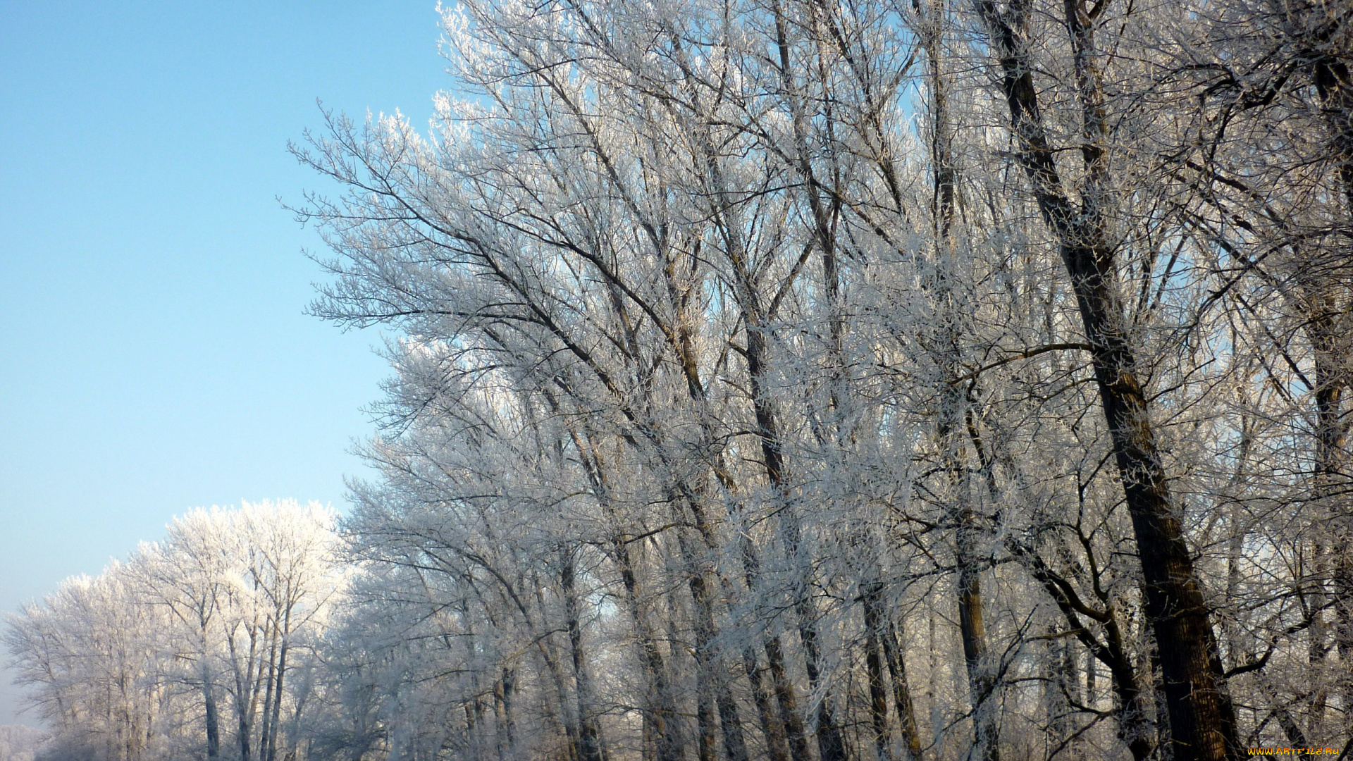 природа, зима, иней, деревья