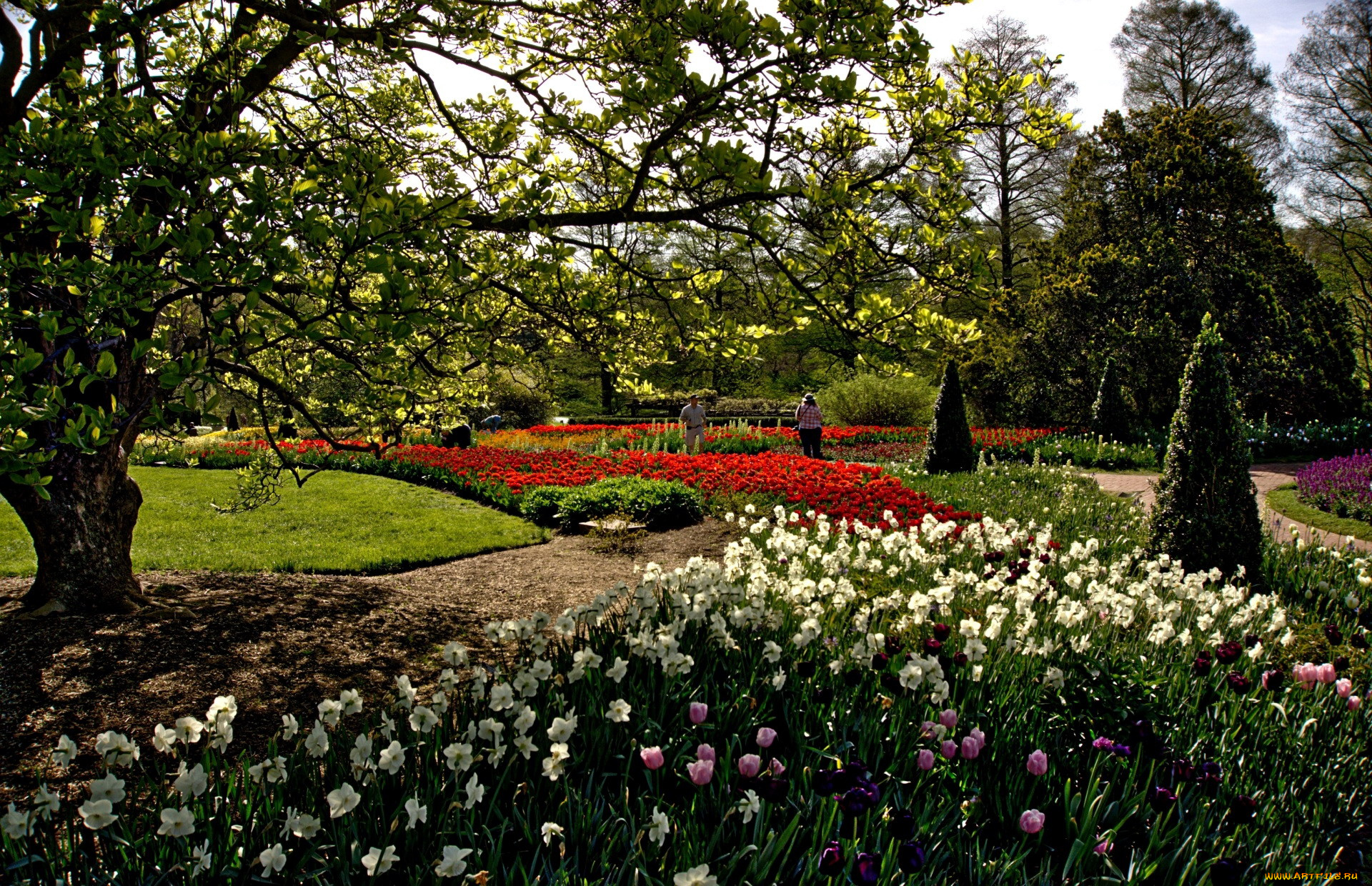 природа, парк, тюльпаны, весна, нарциссы, клумбы