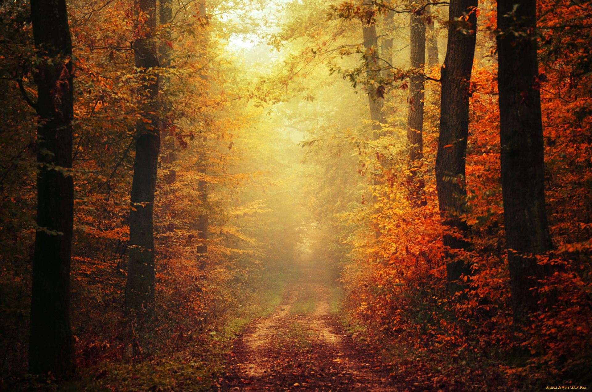 природа, дороги, path, woodland, trail, autumn, colors, foliage, fog, way, pathway, fall, mist, leaves