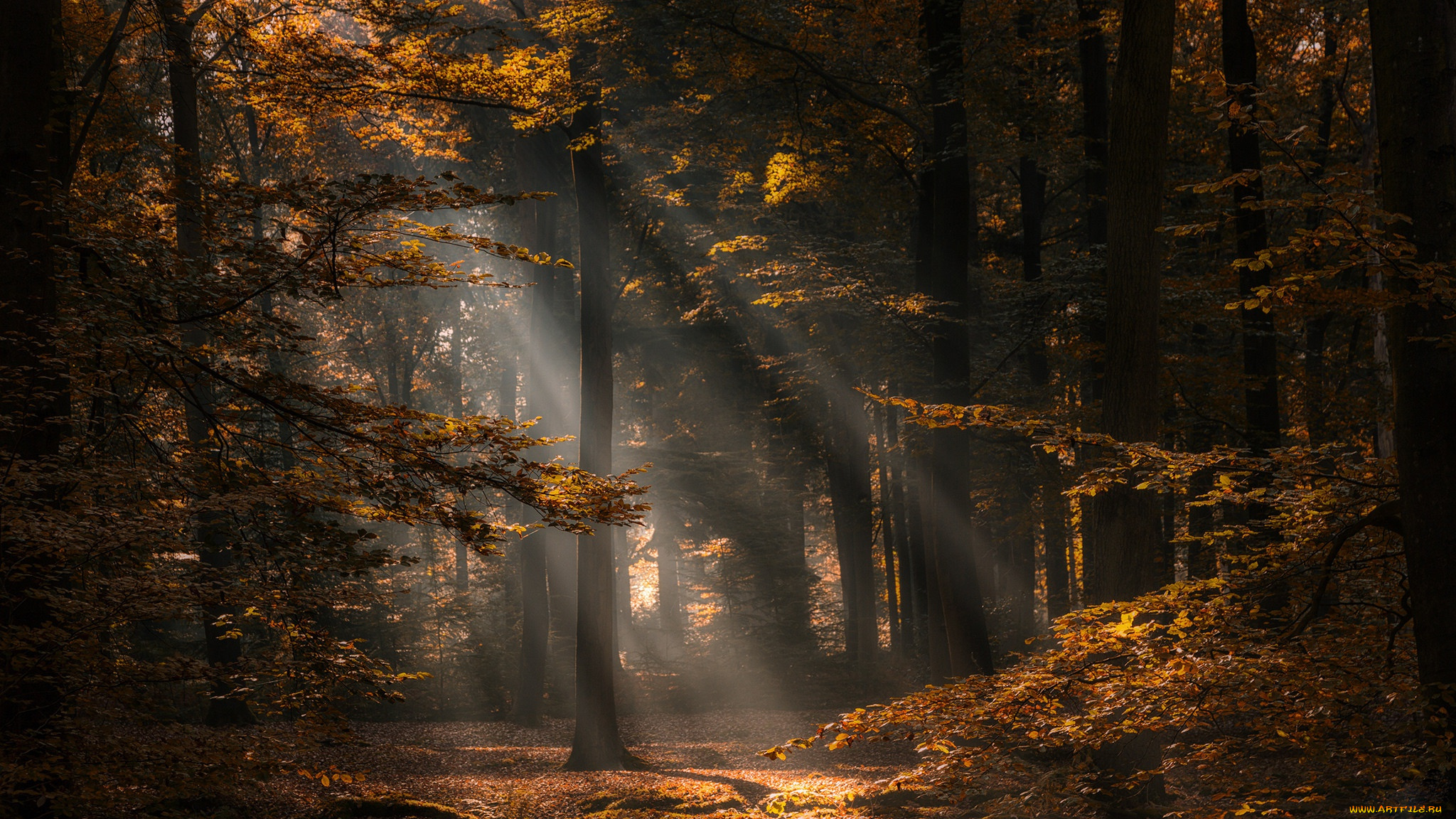 природа, лес, осень, нидерланды, деревья, северный, брабант, north, brabant, netherlands