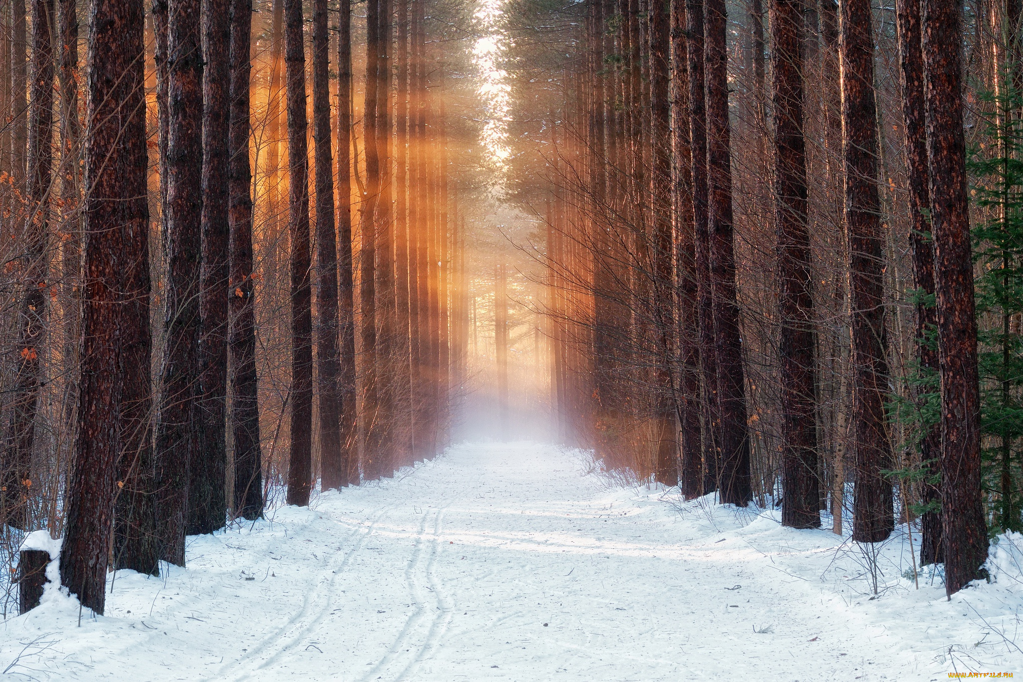 природа, дороги, утро, снег, лес, зима, холод