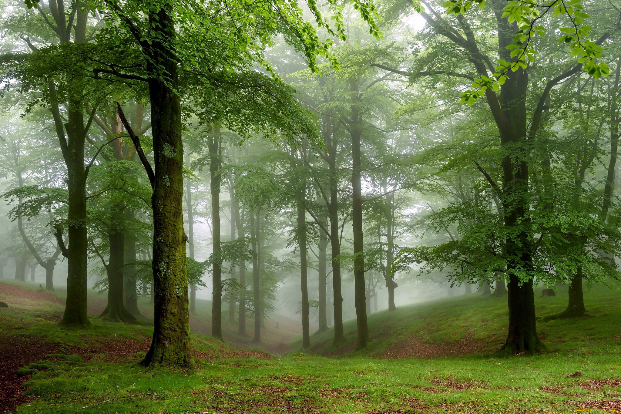 природа, лес, туман, деревья