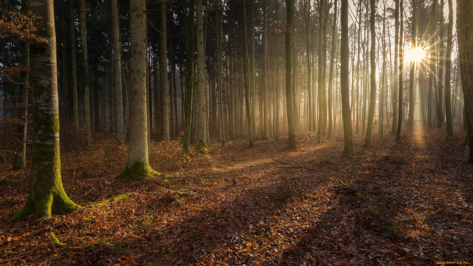 природа, лес, деревья, свет, magic, forest