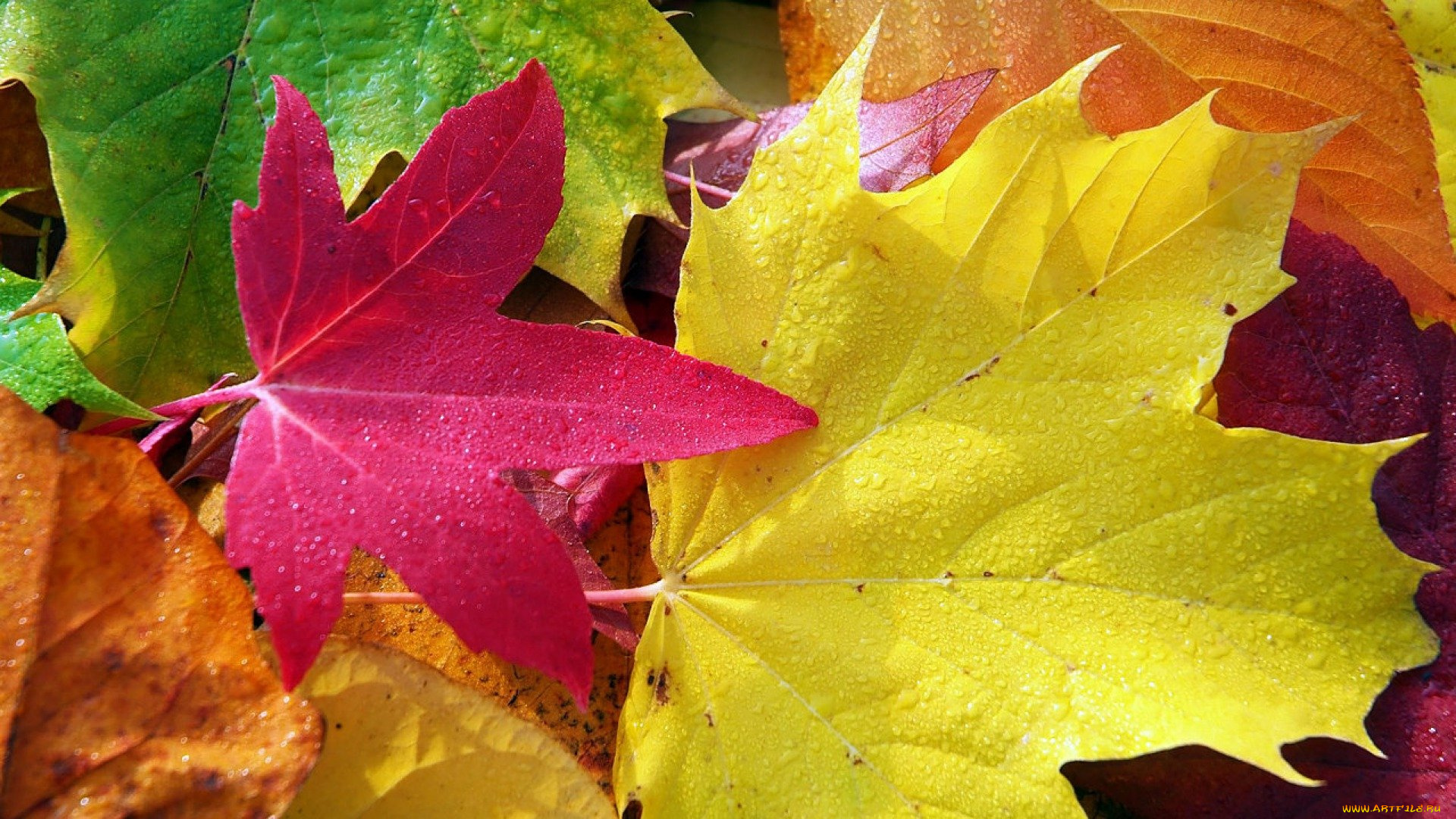 природа, листья, осень, кленовые