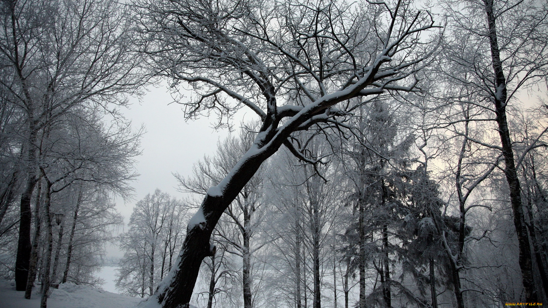 природа, зима, иней, снег