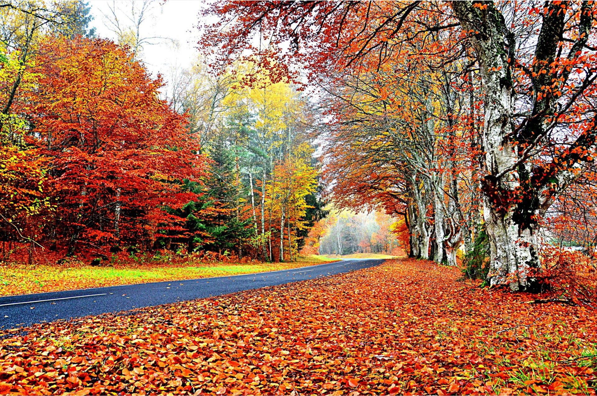 природа, дороги, листопад, осень, шоссе