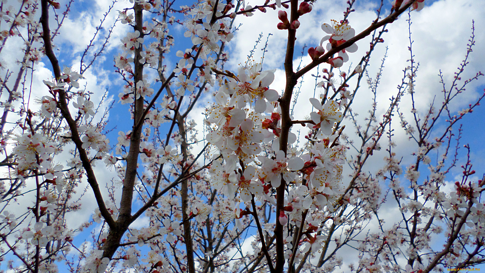 цветы, цветущие, деревья, , , кустарники, абрикос, цветение, апрель