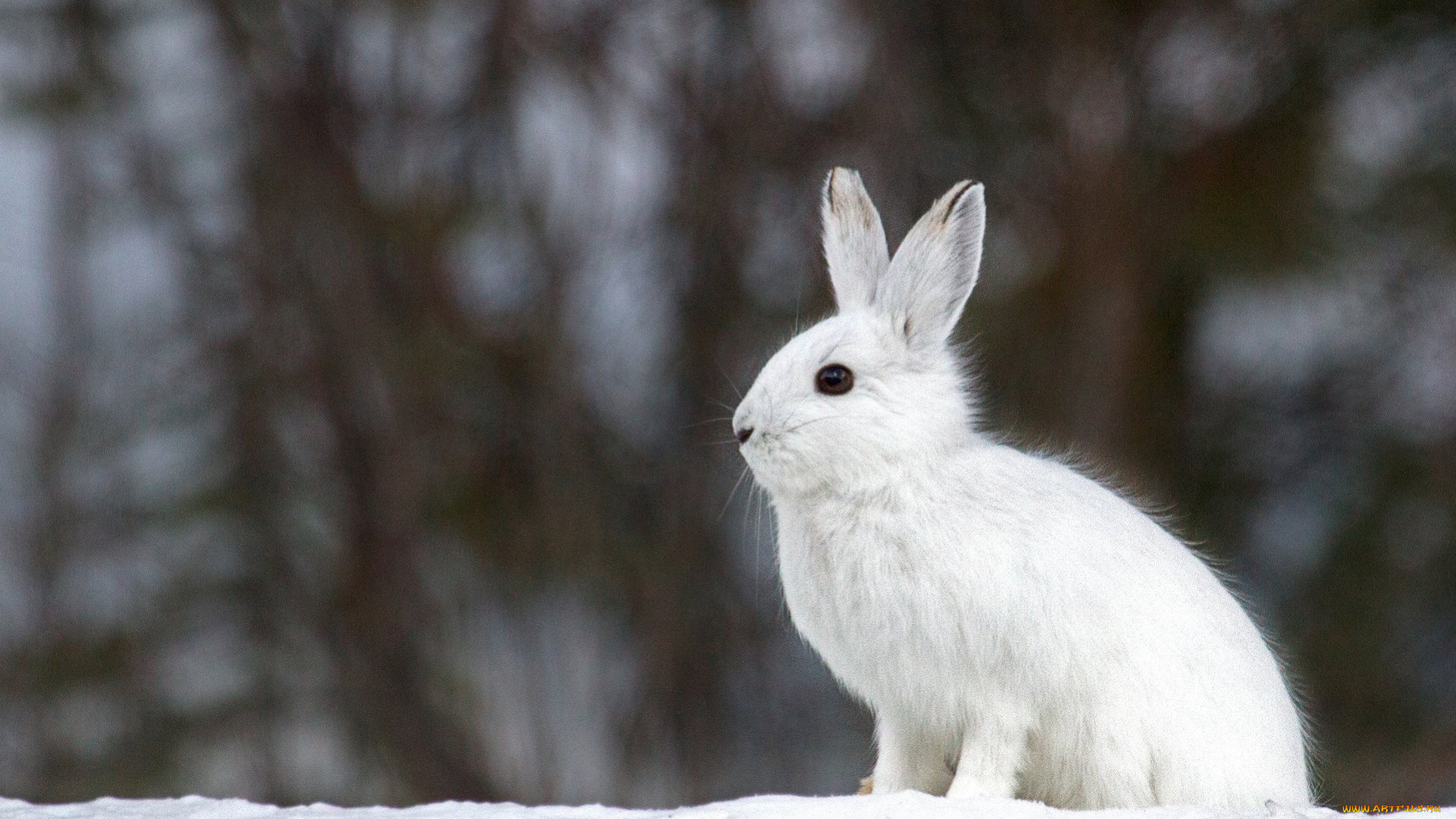 животные, кролики, , зайцы, зима, снег, белый, заяц