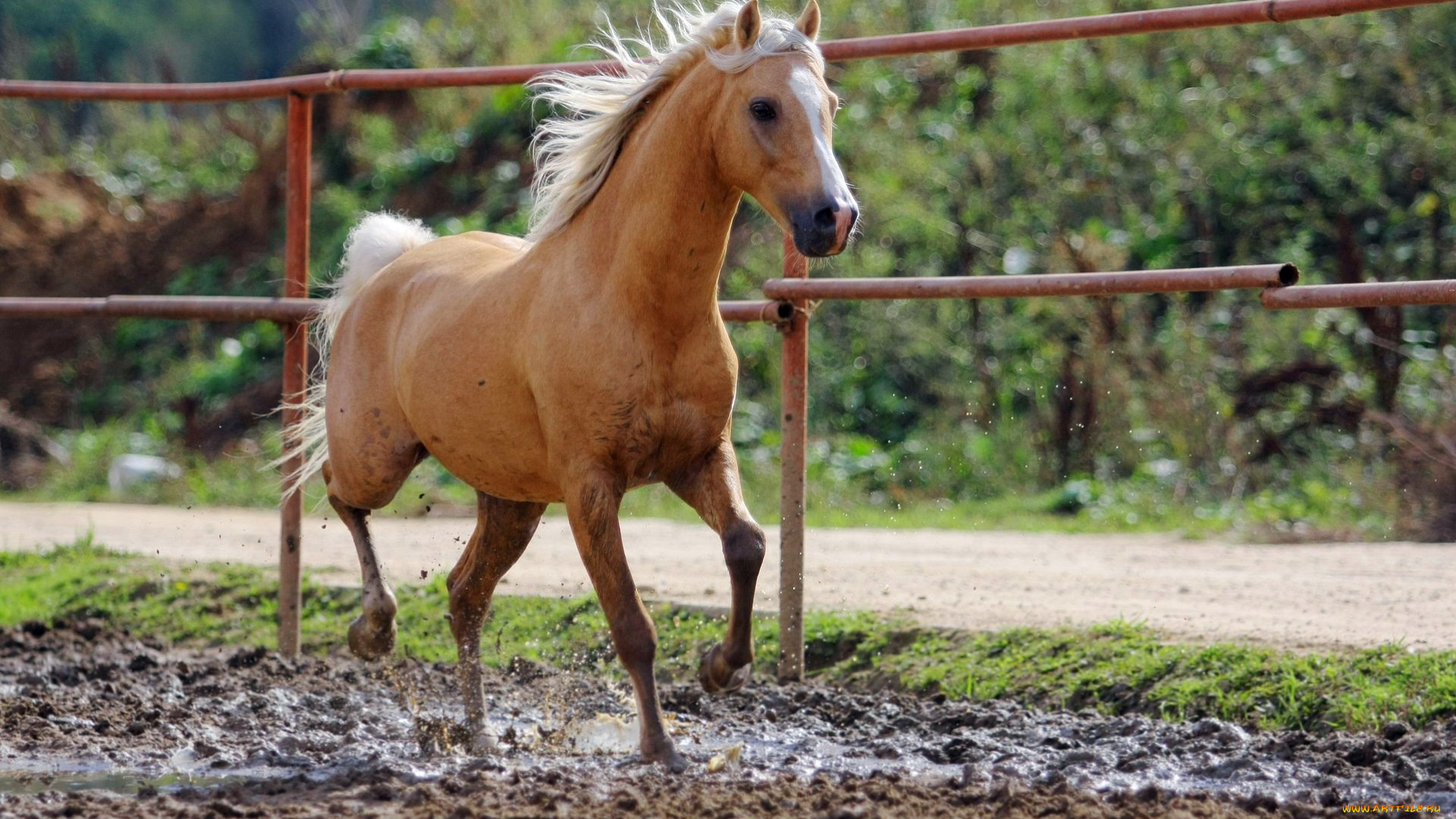 животные, лошади, ограда, дорога, грязь, буланая, лошадь
