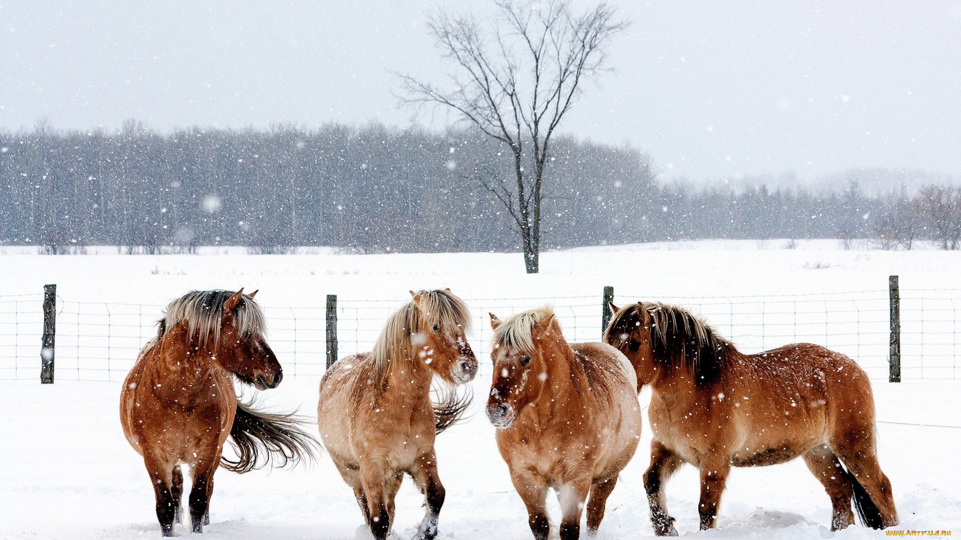 животные, лошади, загон, зима, снег, бурые