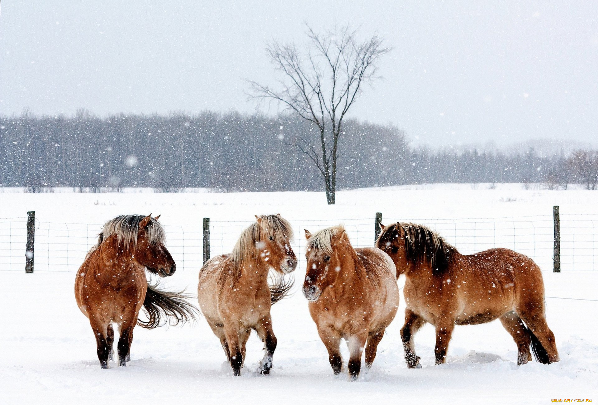 животные, лошади, загон, зима, снег, бурые