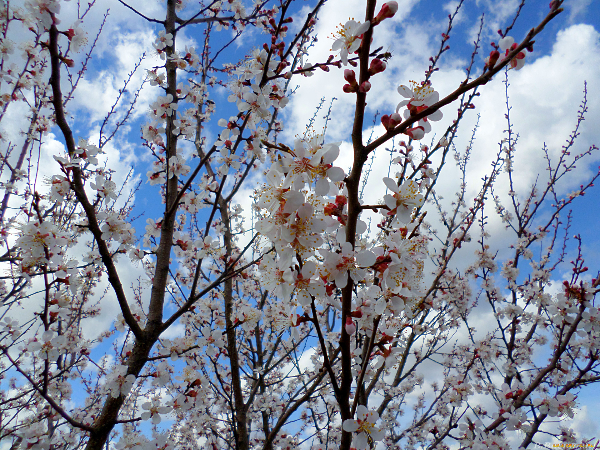 цветы, цветущие, деревья, , , кустарники, абрикос, цветение, апрель