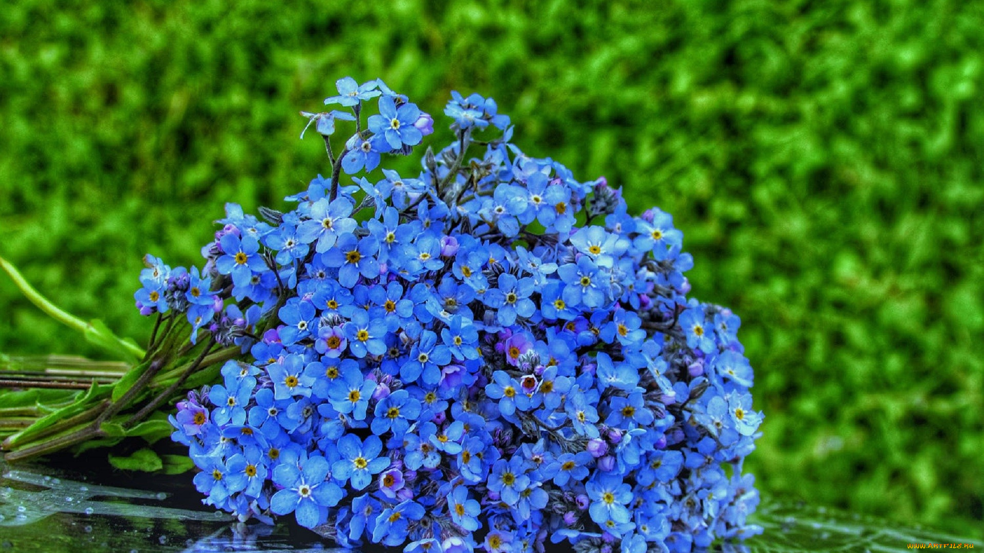 цветы, незабудки, синие, букет