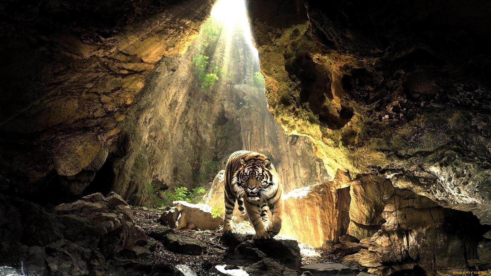 животные, тигры, тигр, пещера, лучи