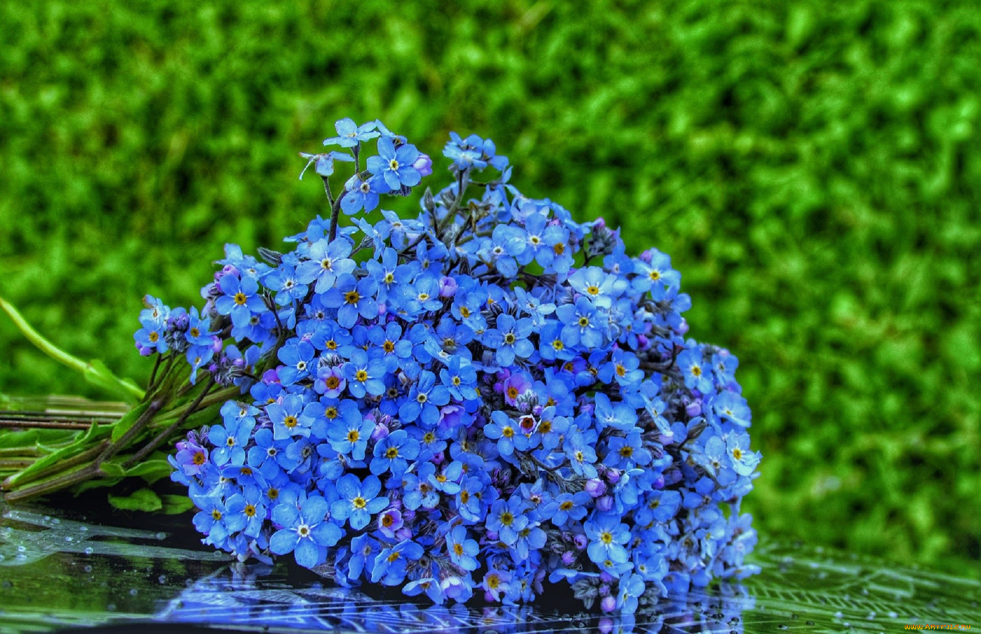 цветы, незабудки, синие, букет