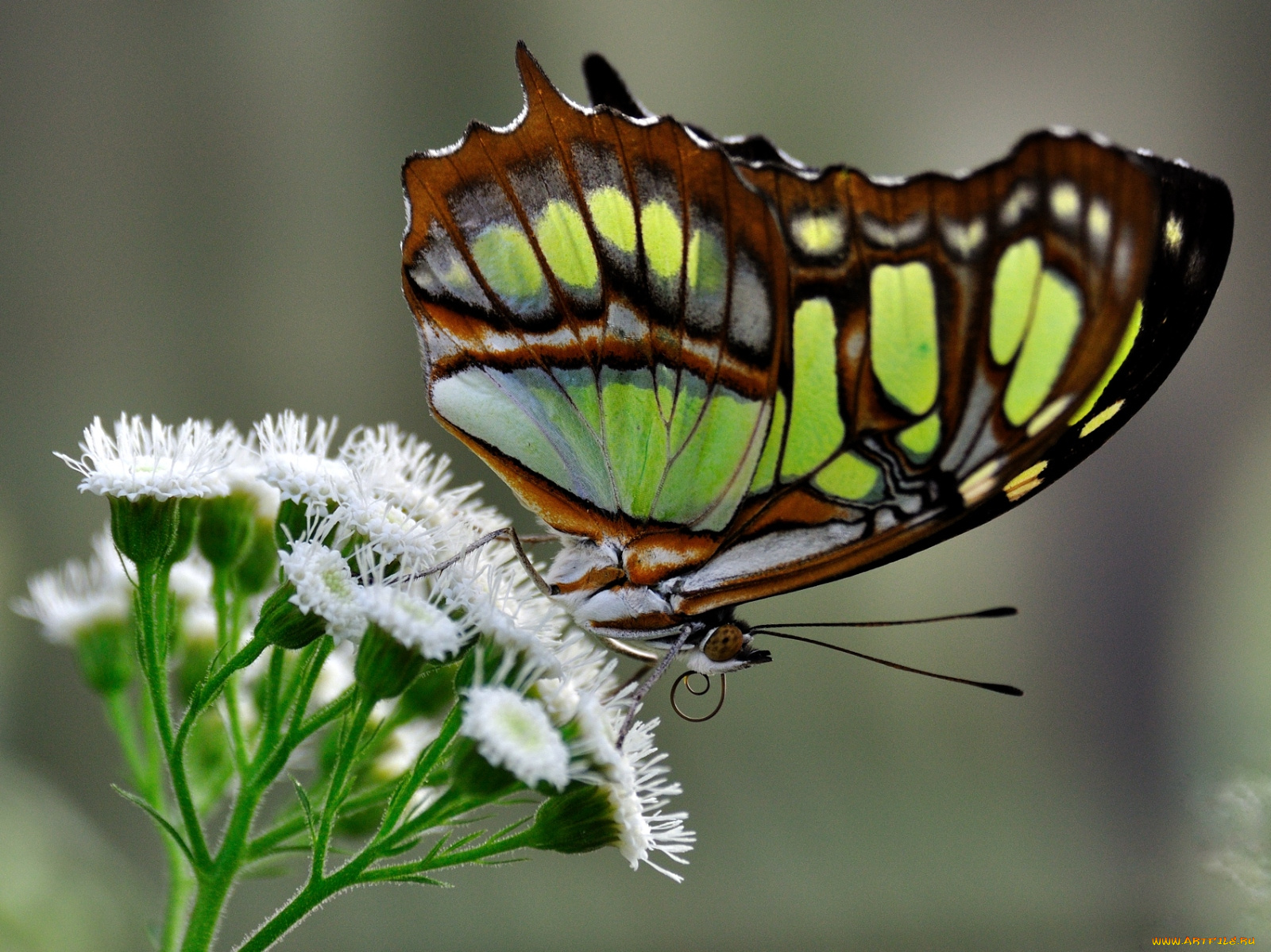 животные, бабочки, цветок, крылья