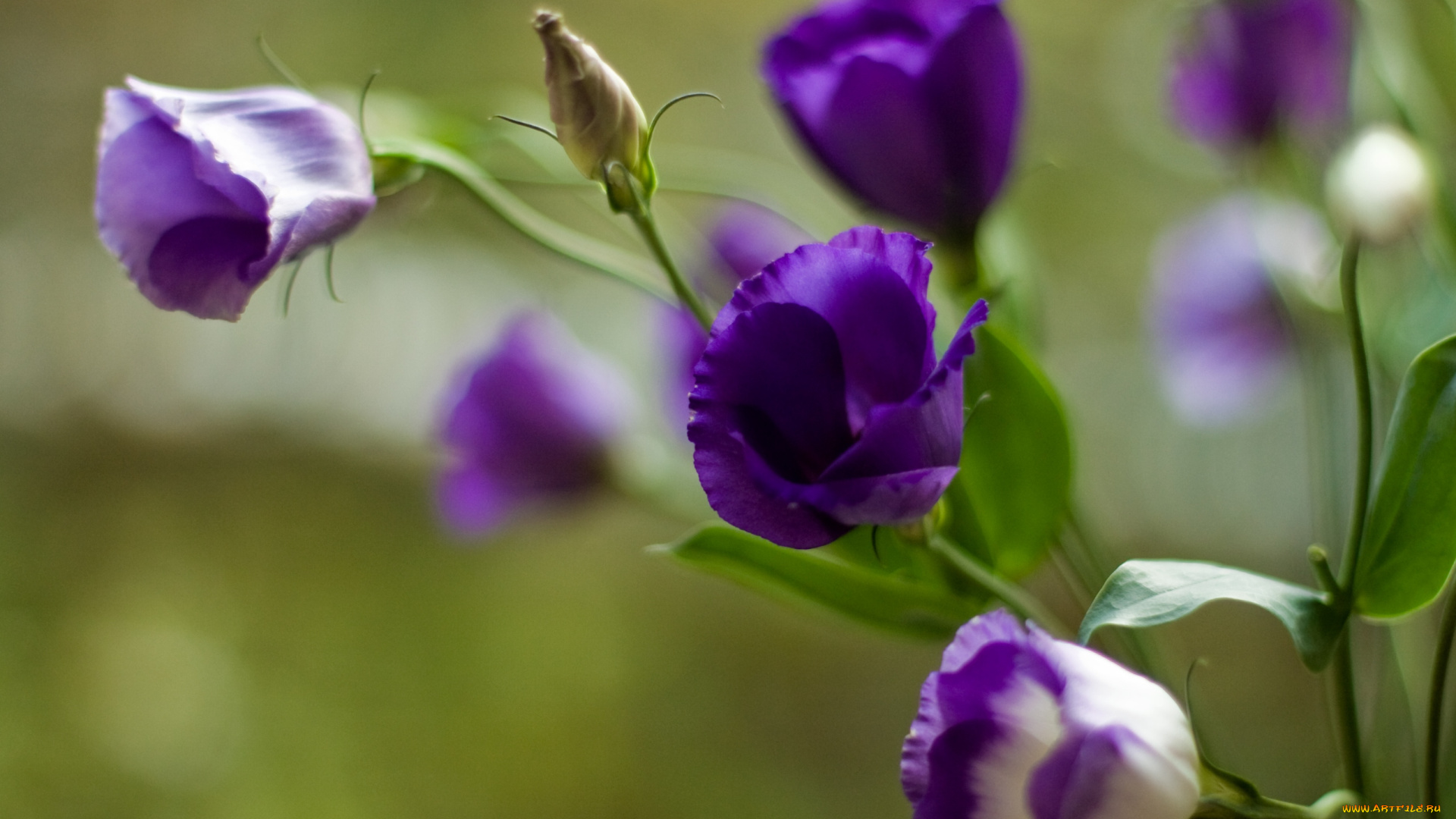 цветы, эустома, фиолетовый