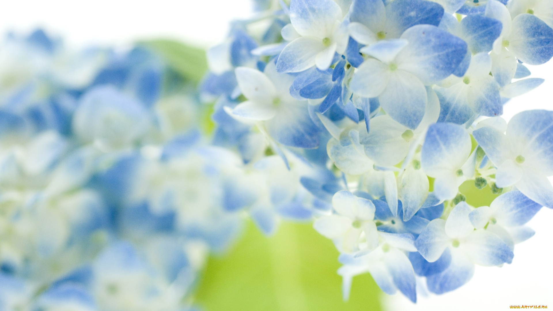 цветы, гортензия, нежность, голубой