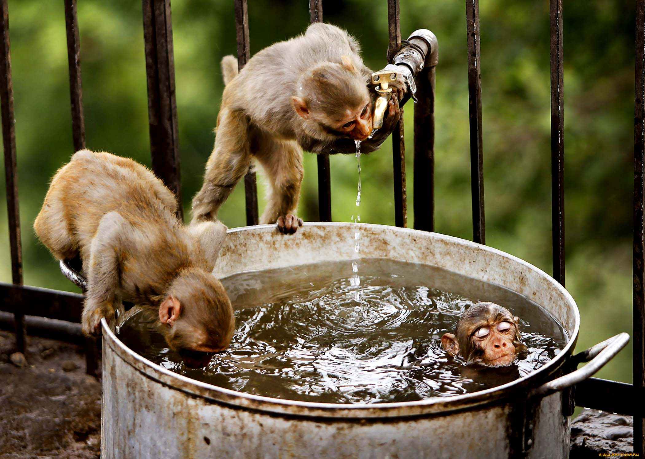 животные, обезьяны, вода