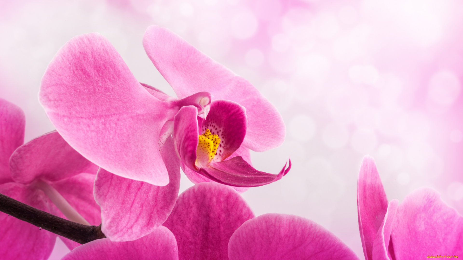 цветы, орхидеи, цветок, лепестки, розовые, орхидея, стебель, фон