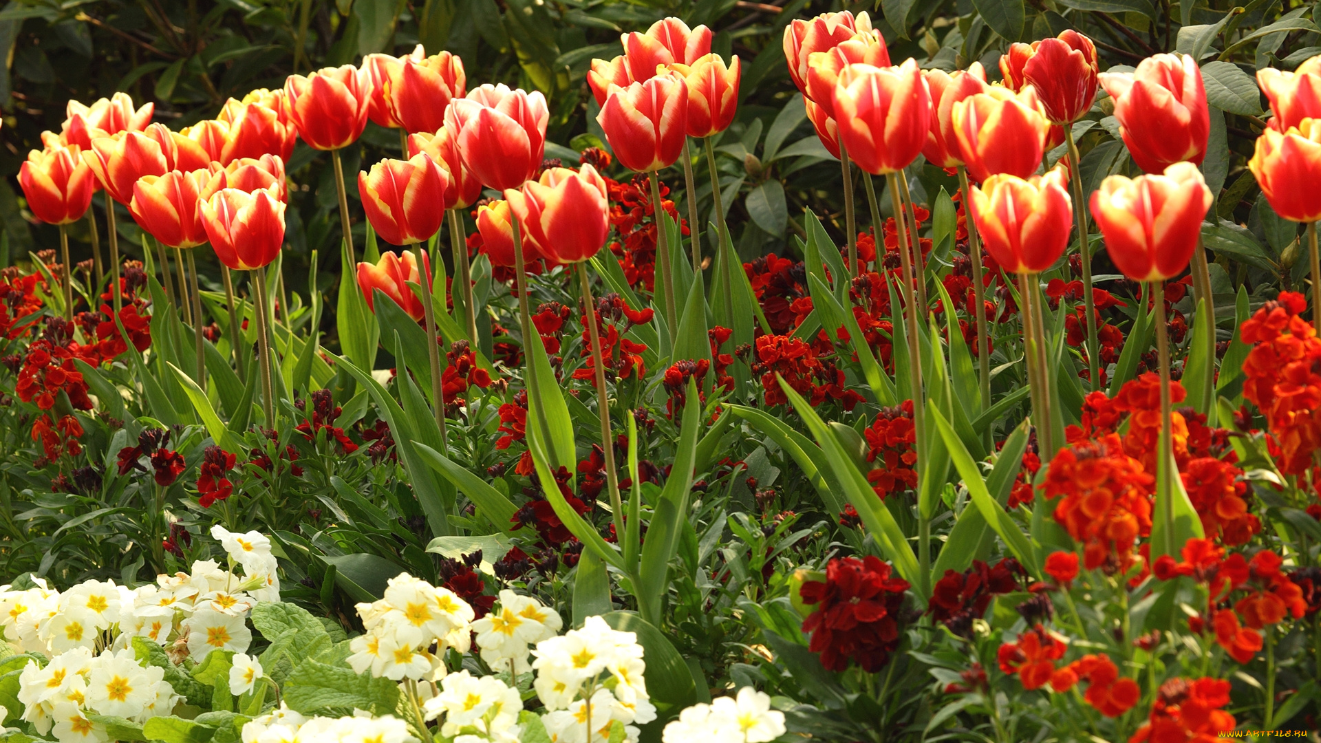 цветы, разные, вместе, примулы, тюльпаны