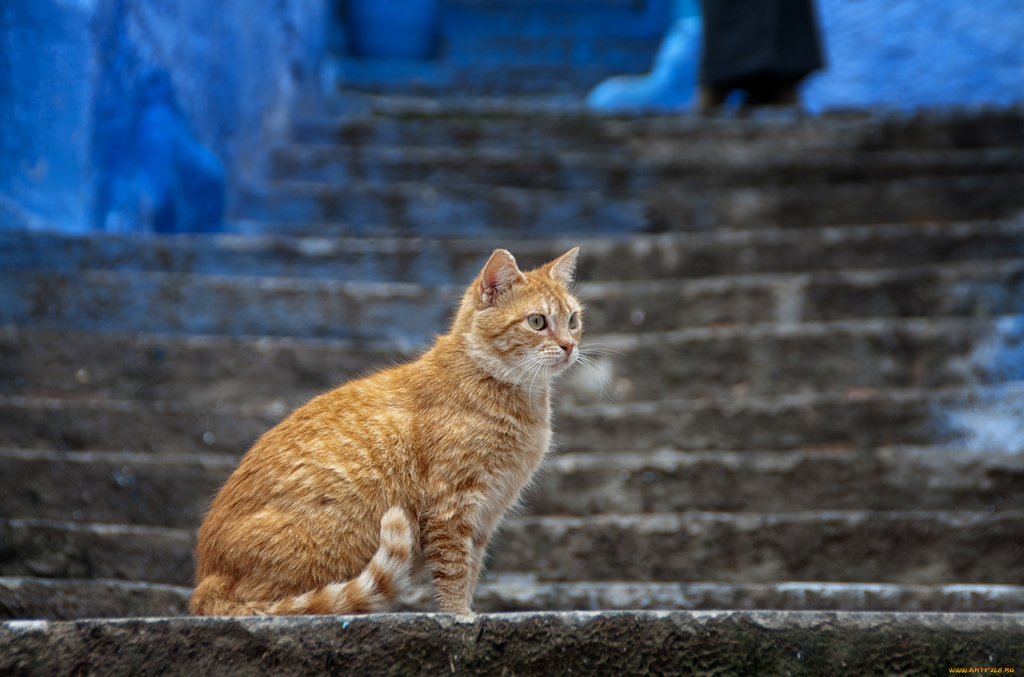 животные, коты, рыжий, кошка, ступени, лестница