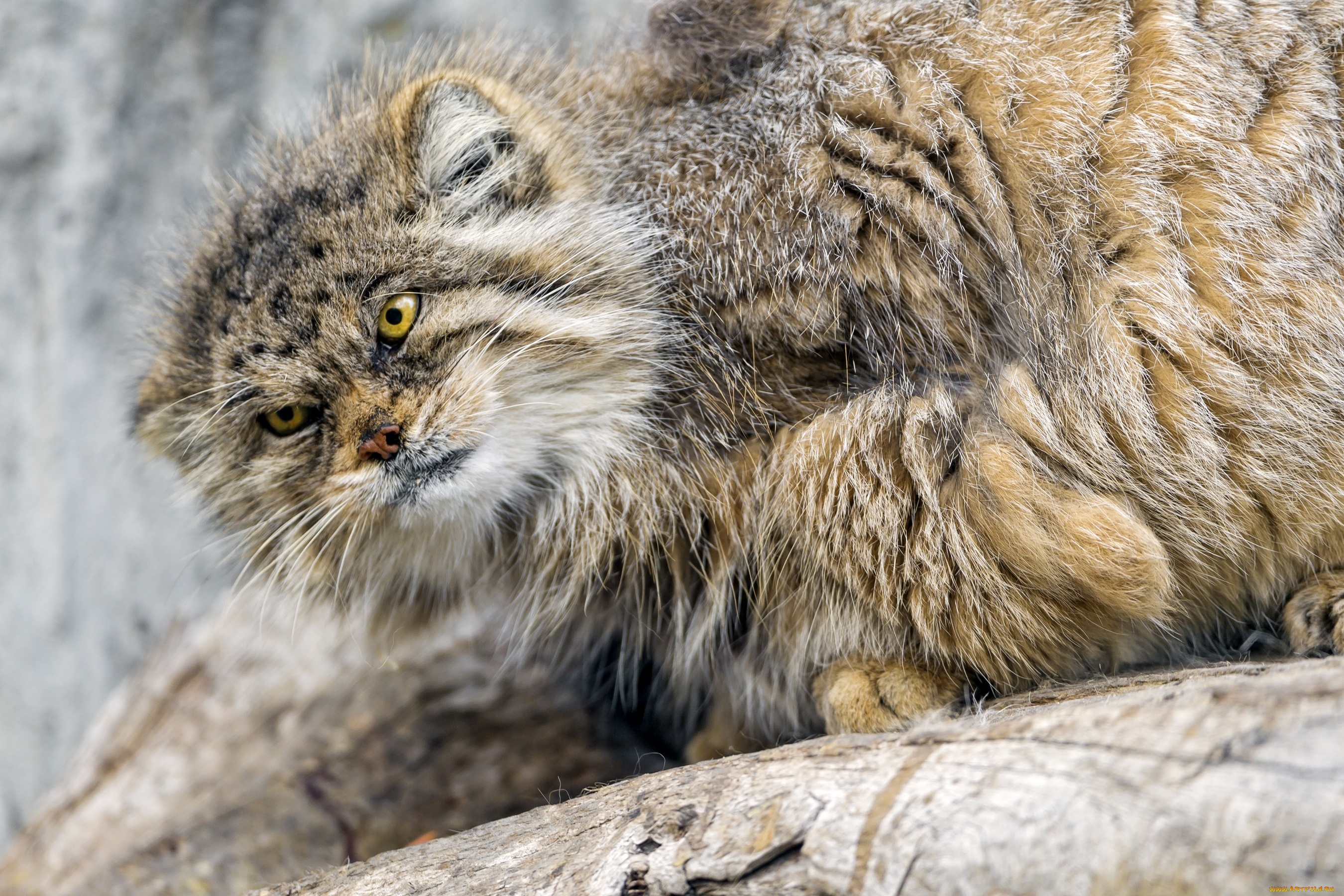 Манул фото. Камышовый кот Манул. Манул Otocolobus manul. Манул злой. Кот Манул злой.