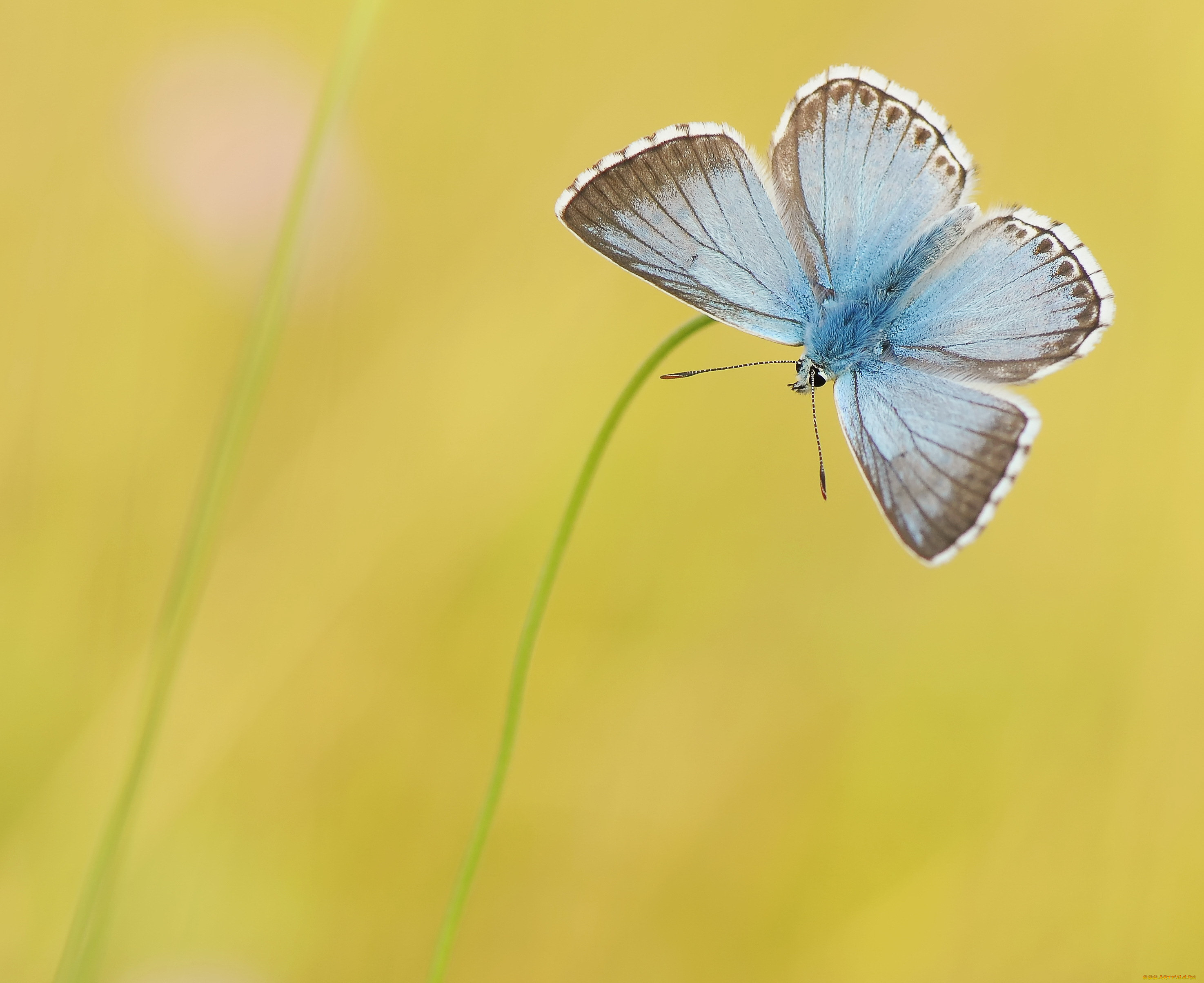 Голубые бабочки фон. Голубая Артынская бабочка. Мелкие бабочки. Бабочки светло голубые. Жёлтая бабочка.