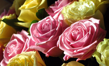 обоя цветы, розы, розовый, желтый