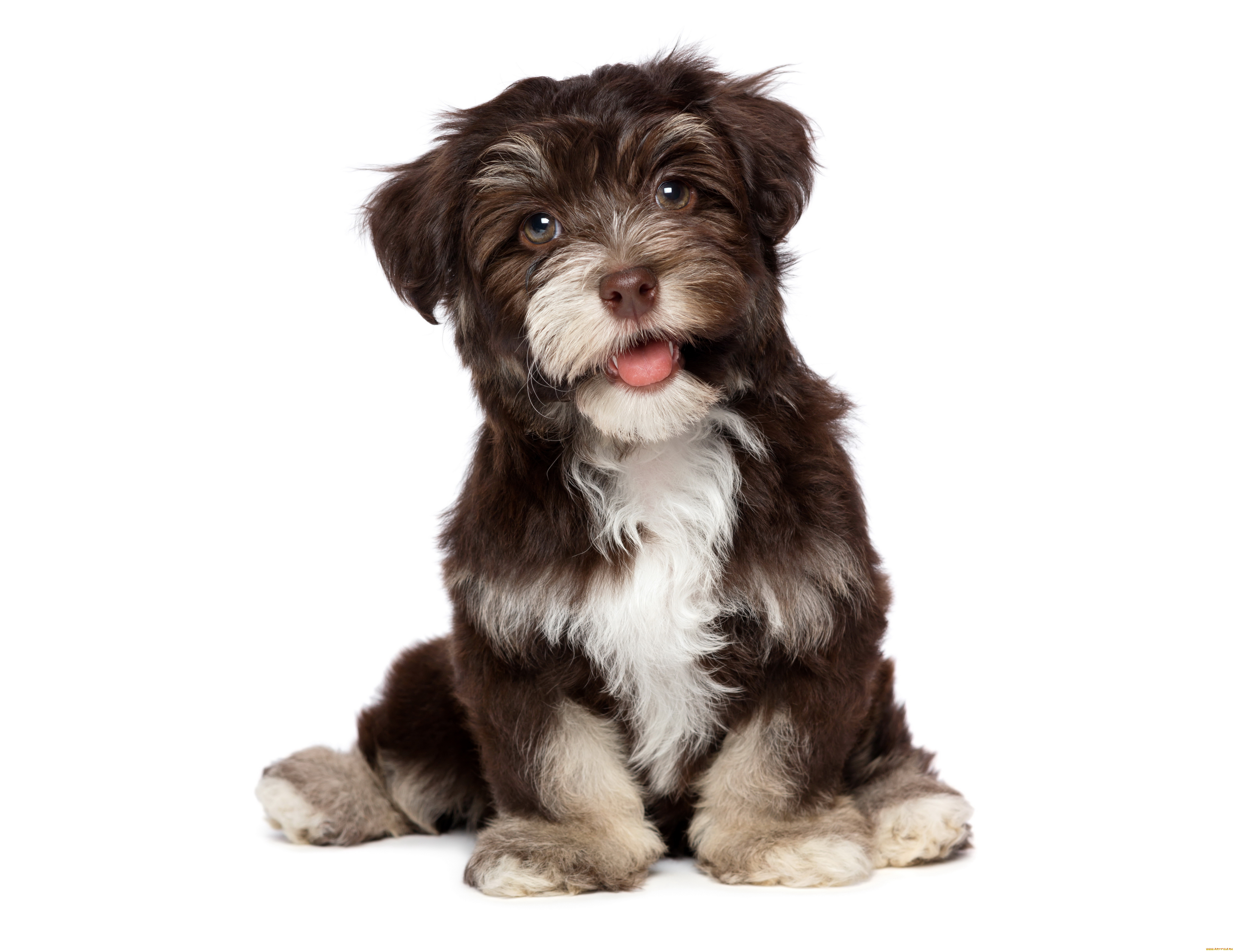 chocolate, havanese, животные, собаки, щенок, собака, chocolate, havanese