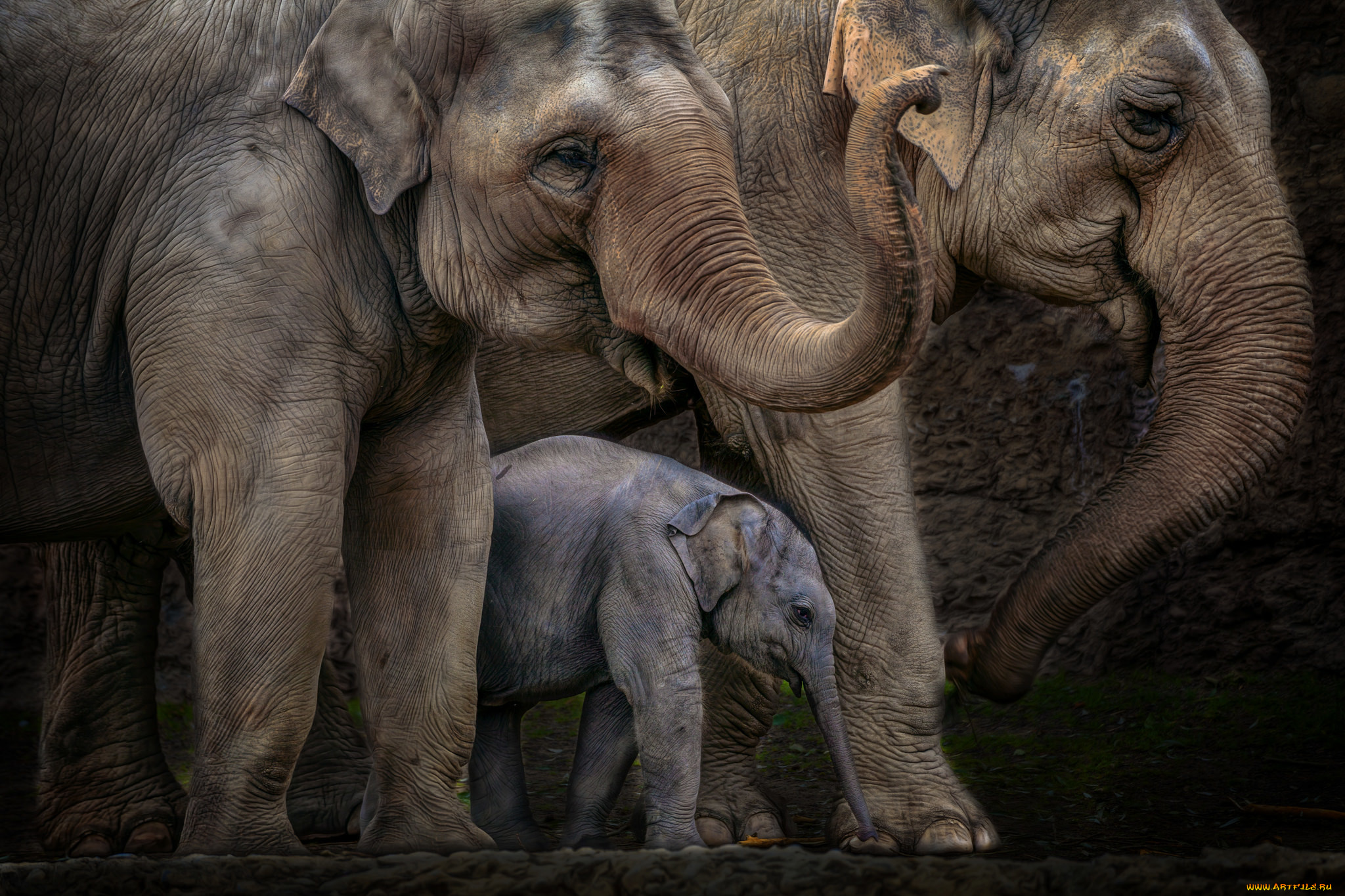 животные, слоны, хоботы, большие, семья, слоненок