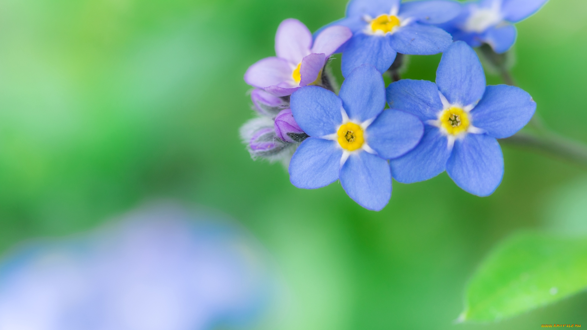 цветы, незабудки, незабудка, макро, синий