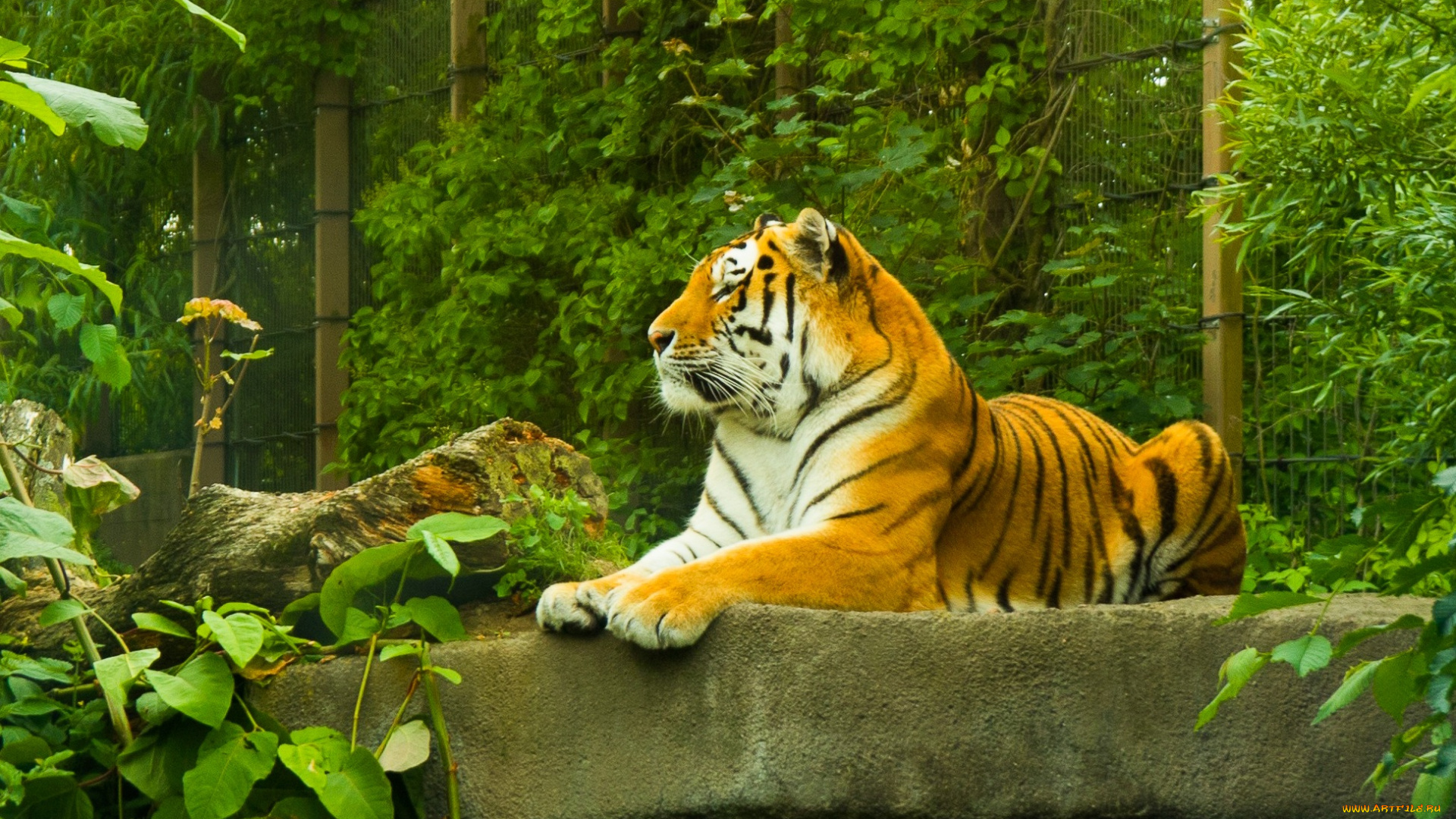 животные, тигры, tiger