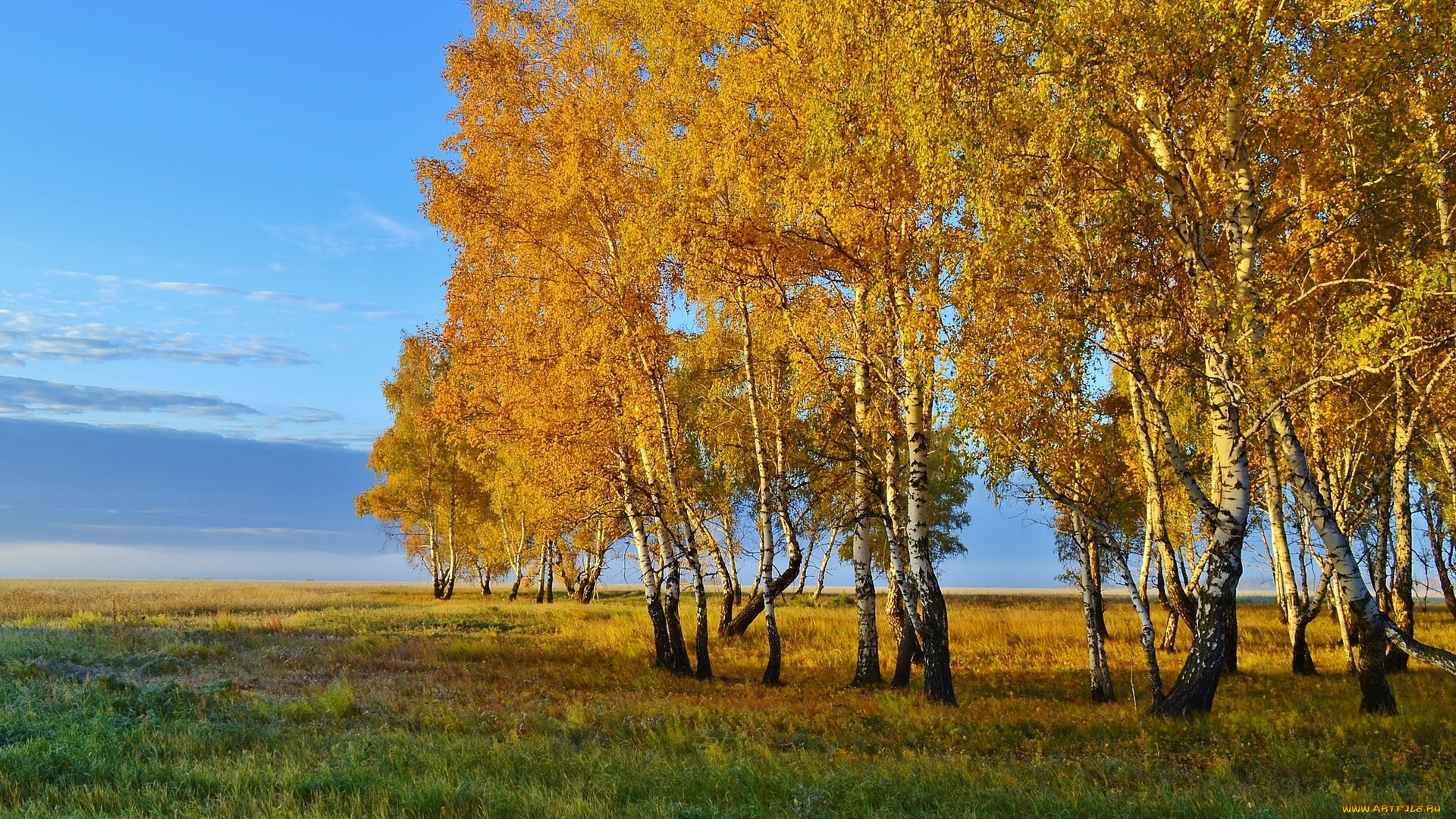 природа, деревья, осень, березы, трава, небо