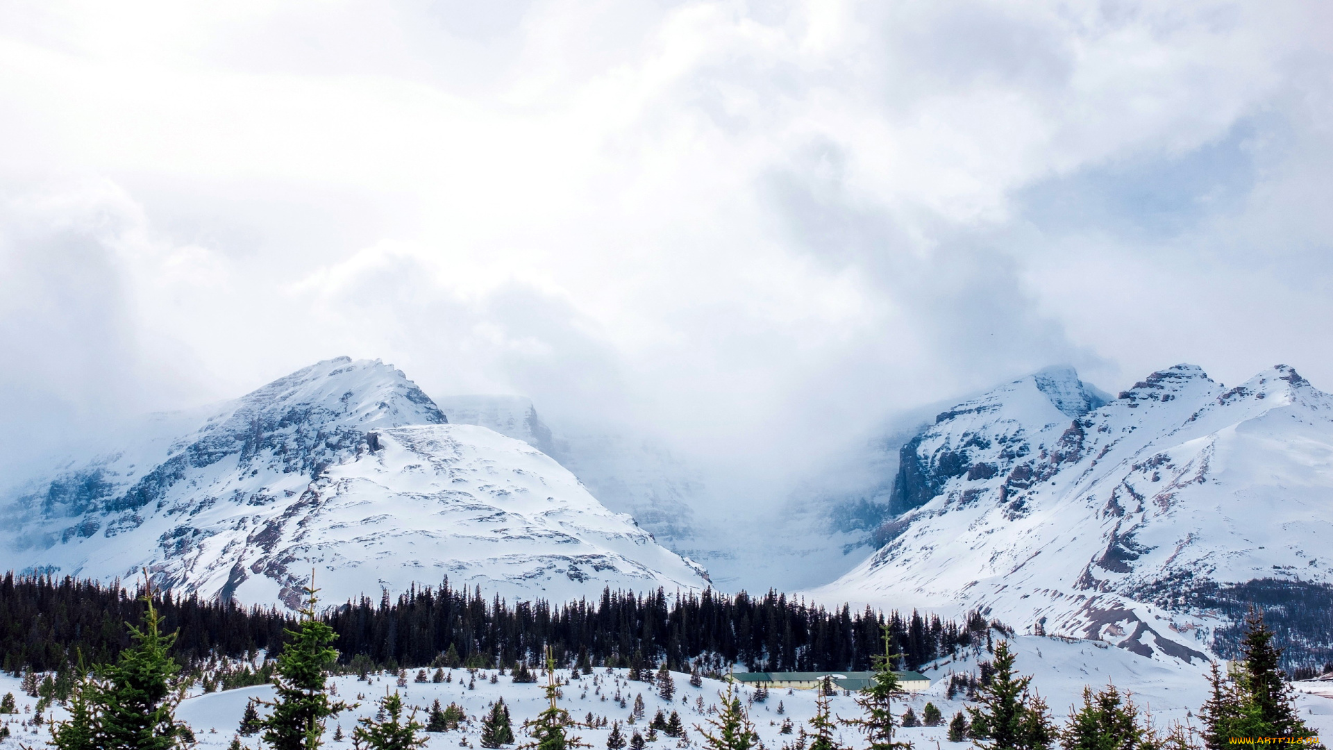 природа, горы, елки, вершины, снег, туман