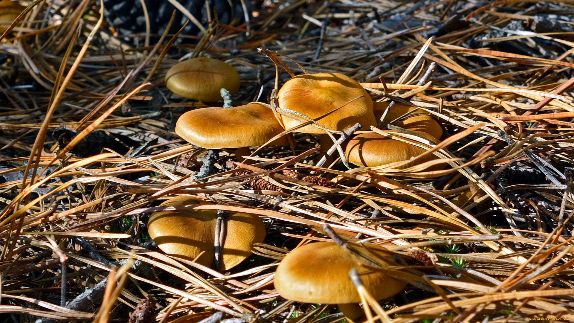 природа, грибы, шляпки, желтые