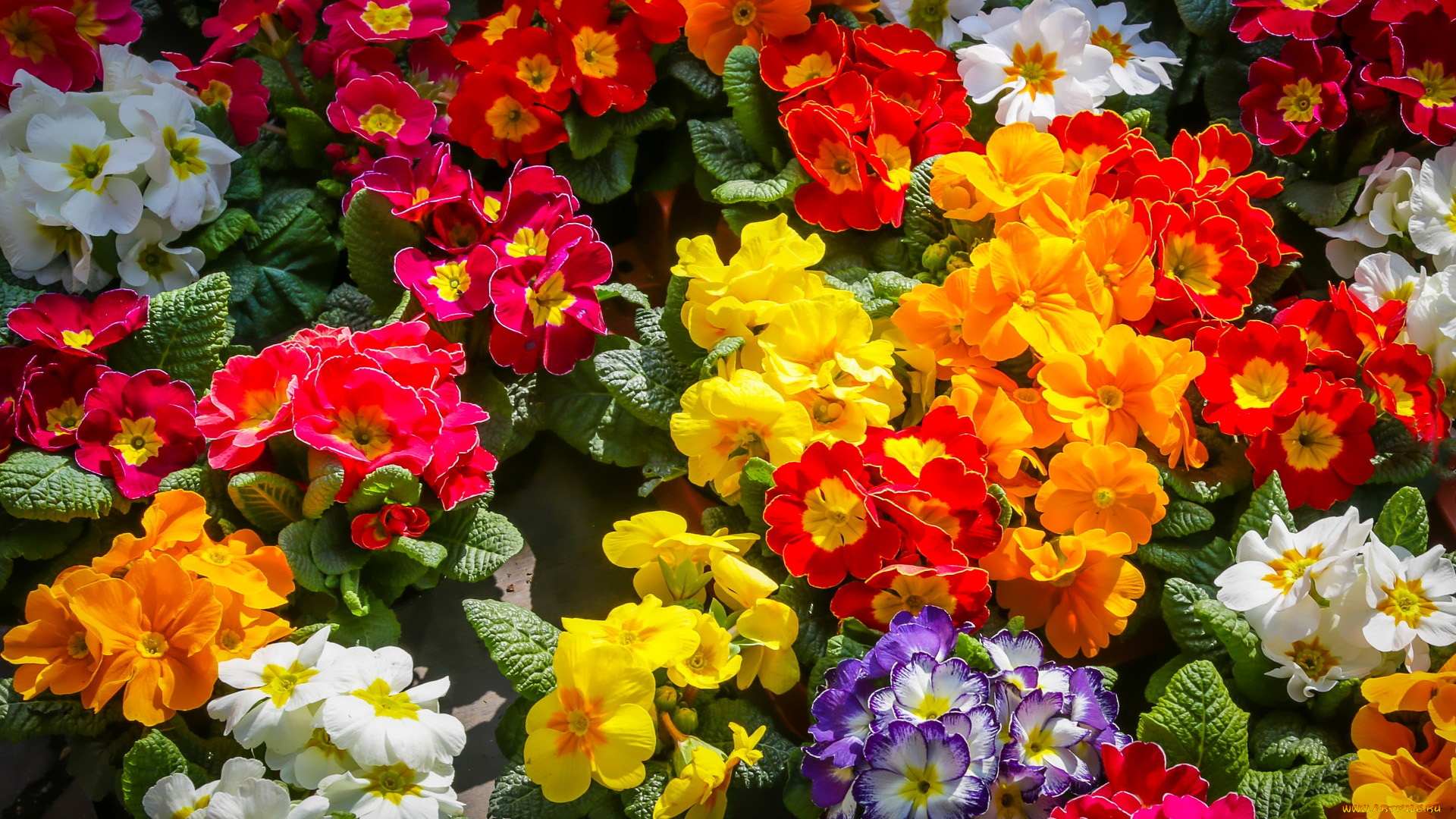 цветы, примулы, разноцветные, первоцветы