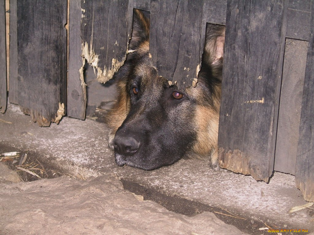 животные, собаки