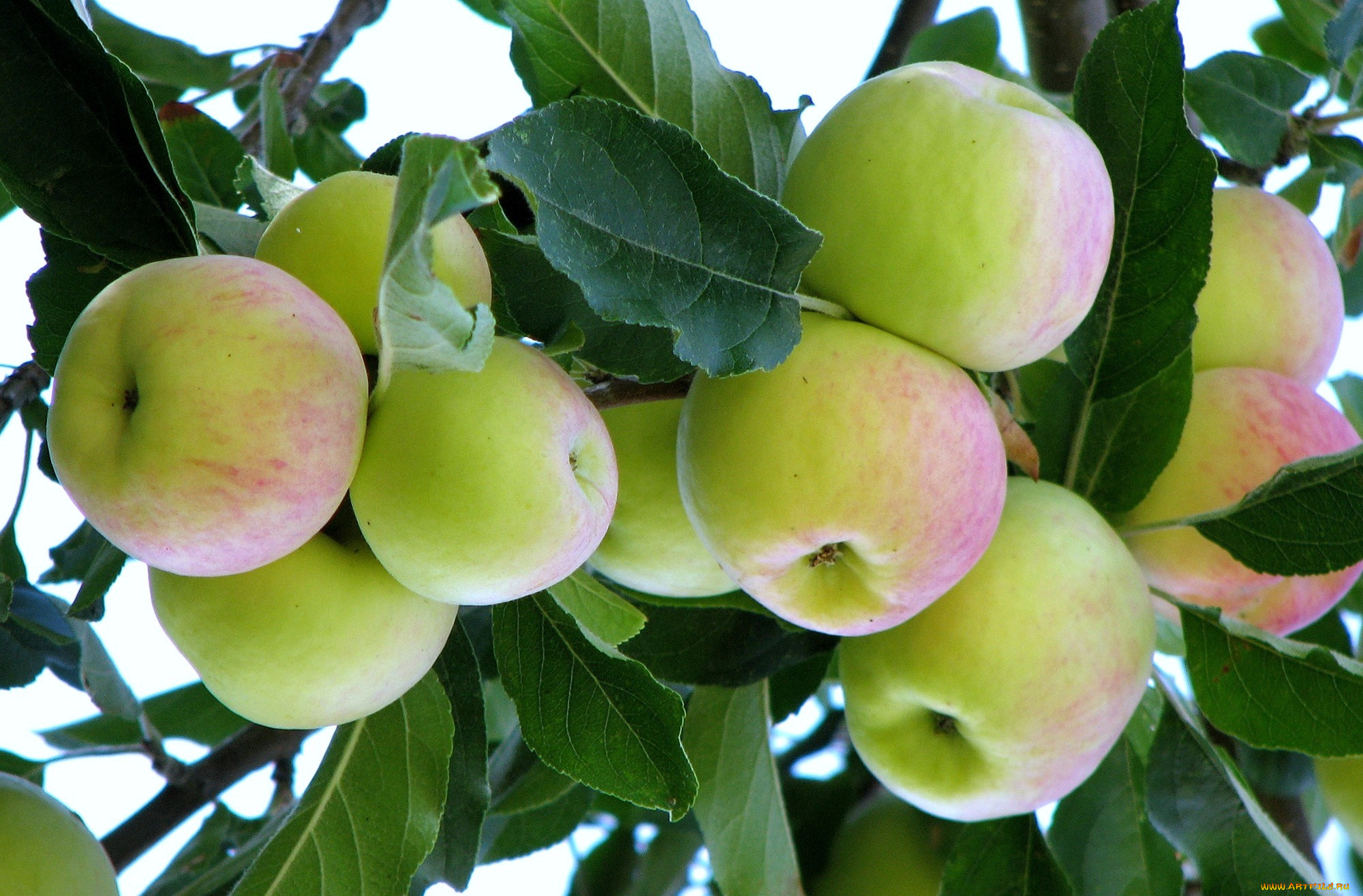 природа, плоды, ветка, яблоки, зеленый
