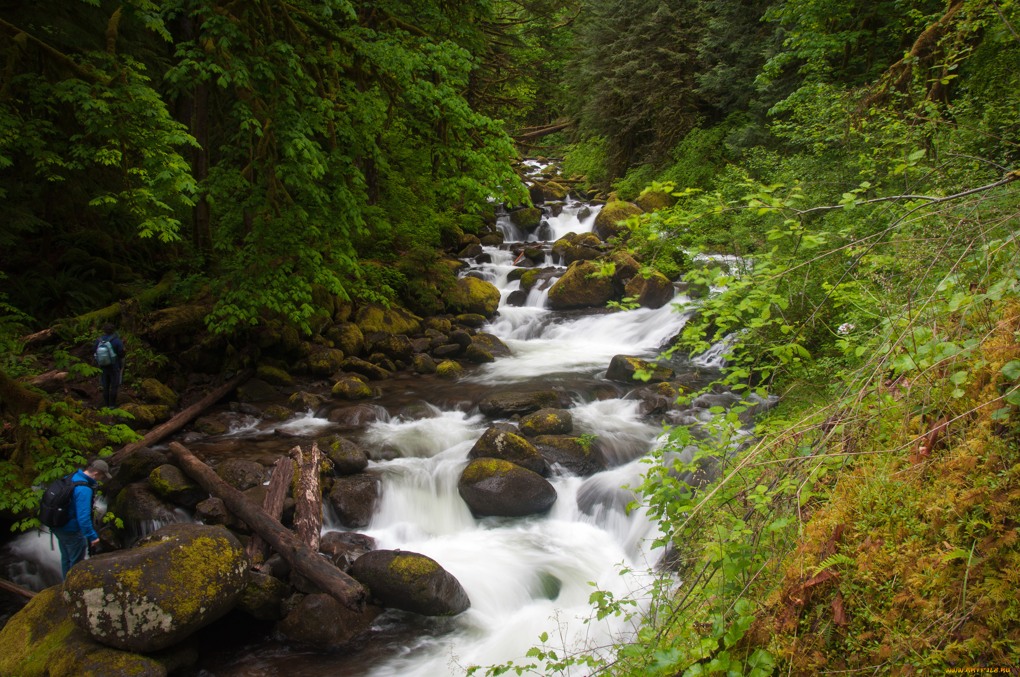 columbia, river, gorge, oregon, природа, реки, озера, камни, брёвна, лес, каскад, орегон, река, колумбия