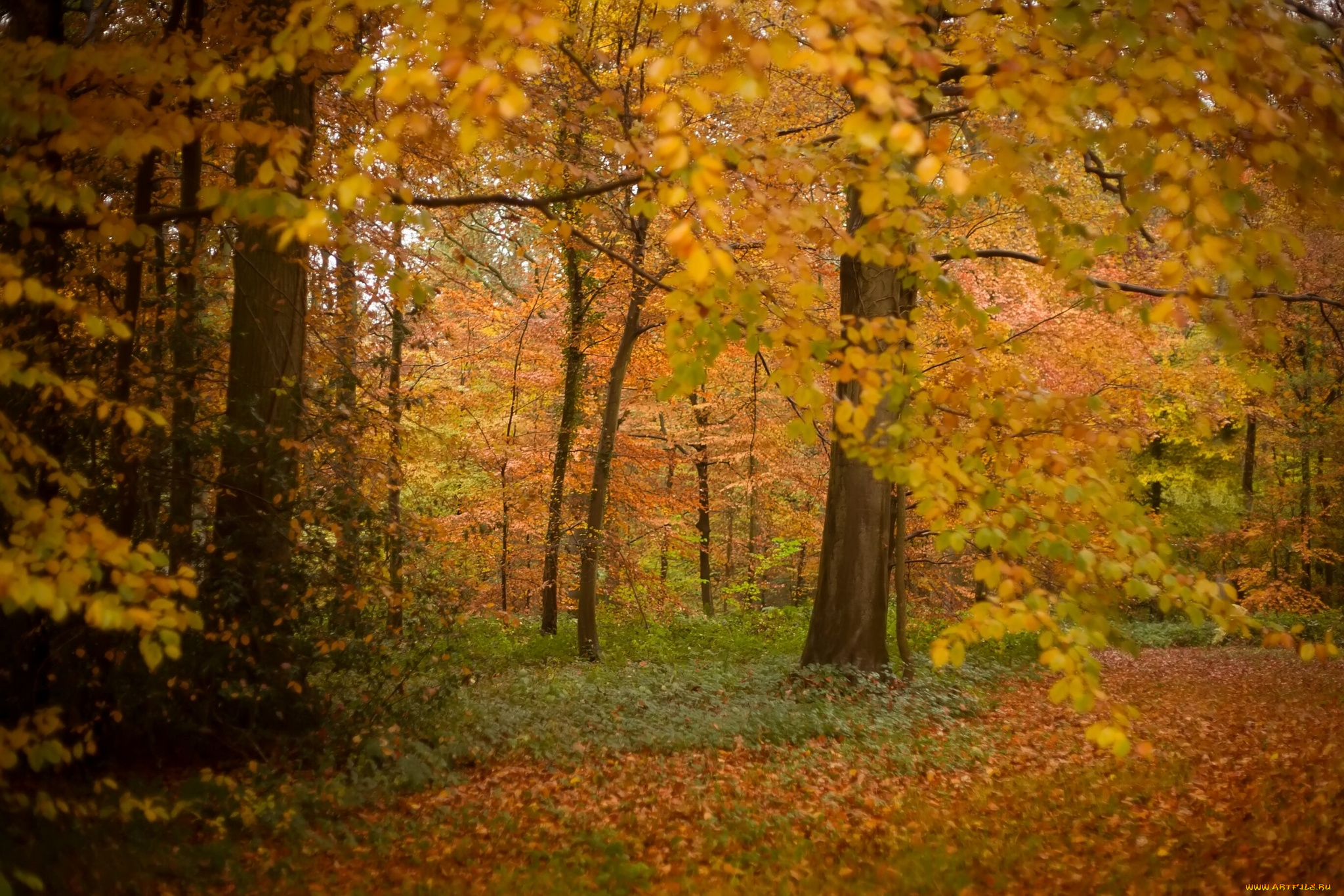 природа, лес, деревья, осень