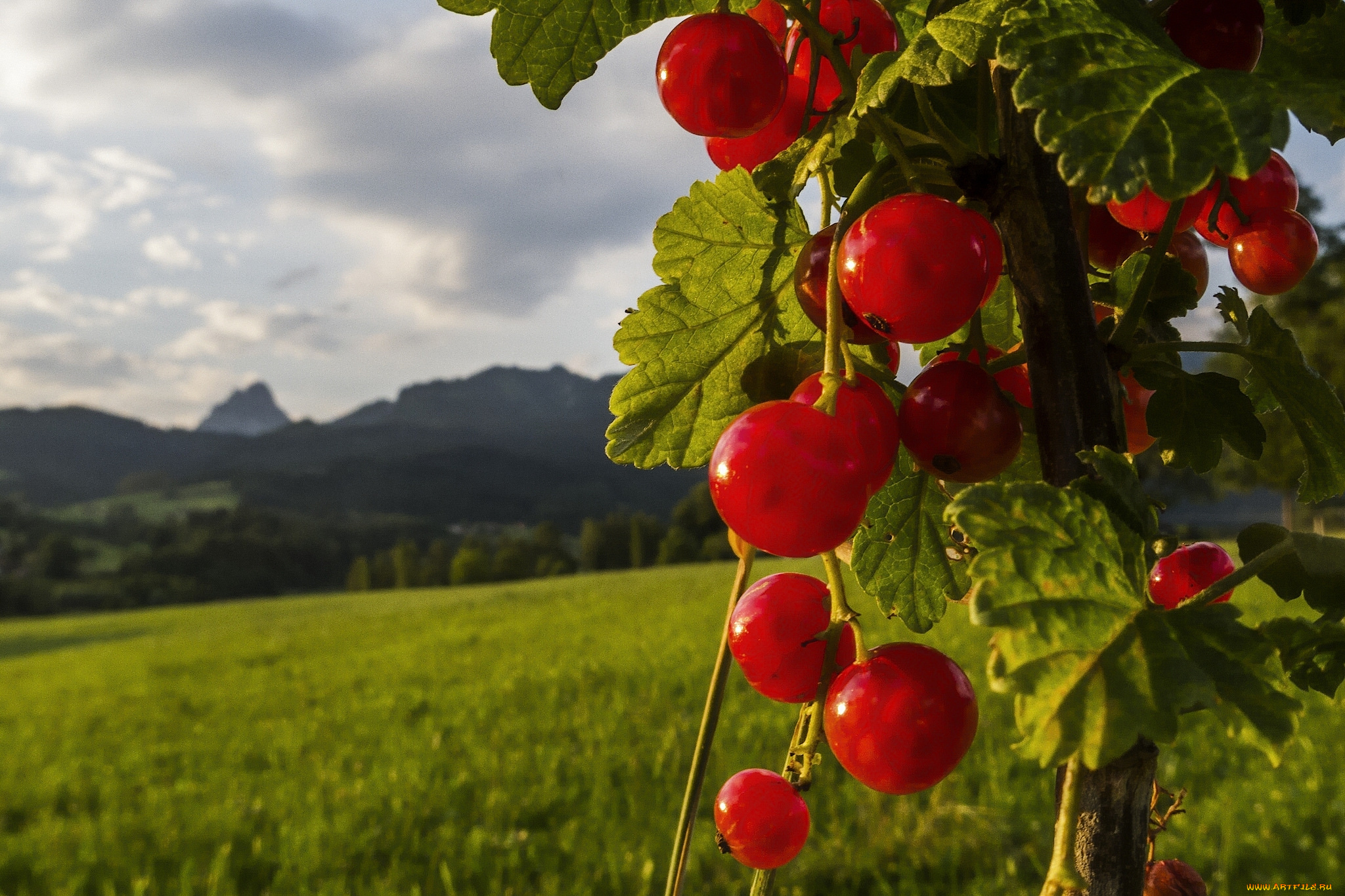 природа ягоды смородина nature berries currant загрузить