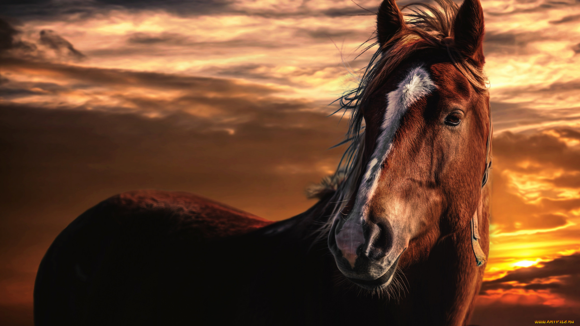 животные, лошади, лошадь, закат, портрет