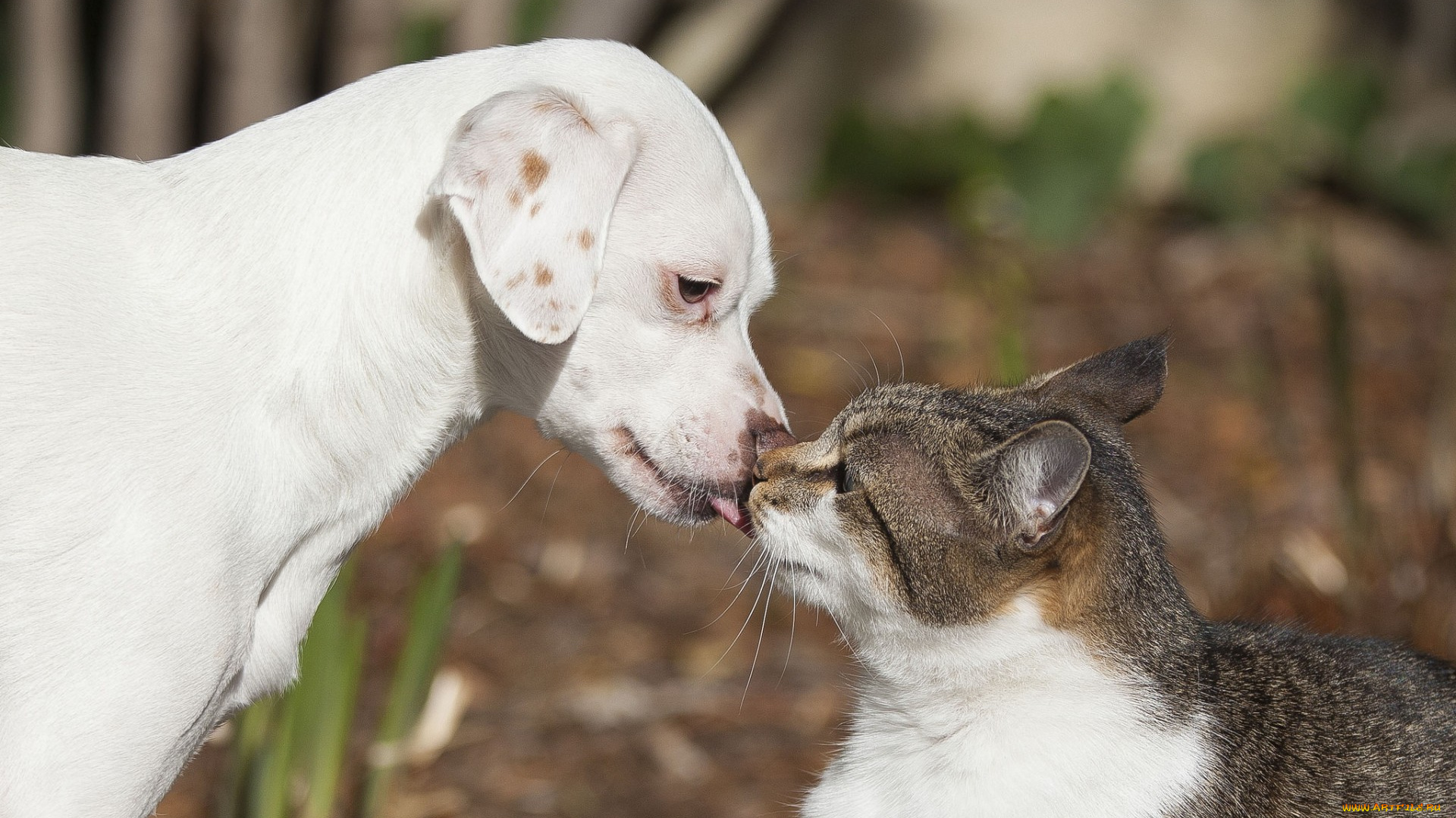 животные, разные, вместе, любовь, друзья, поцелуй, кошка, кот, щенок, собака