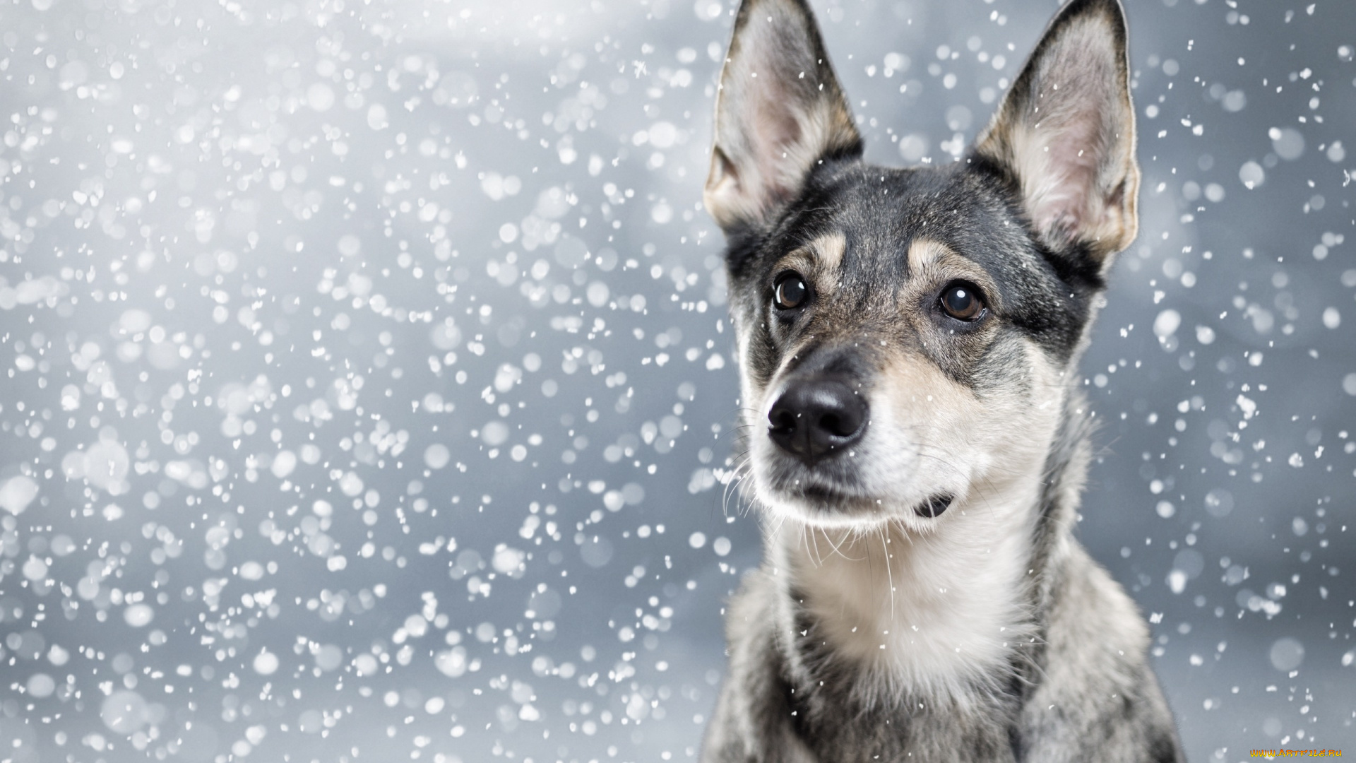 животные, собаки, морда, собака, портрет, снег, уши